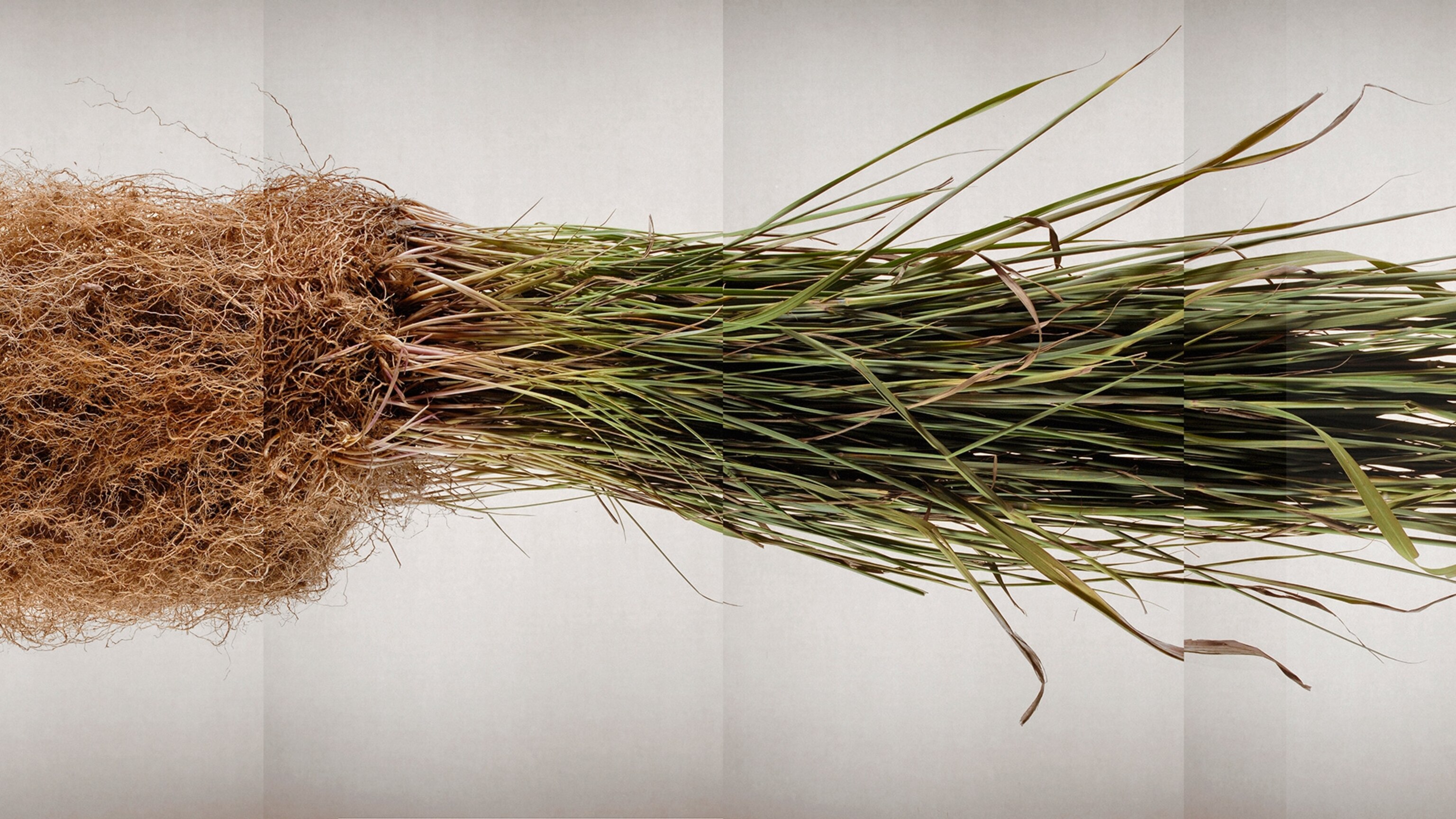 grass roots レインディア ジャンク品 G-HORIZON | ESP GUITARS