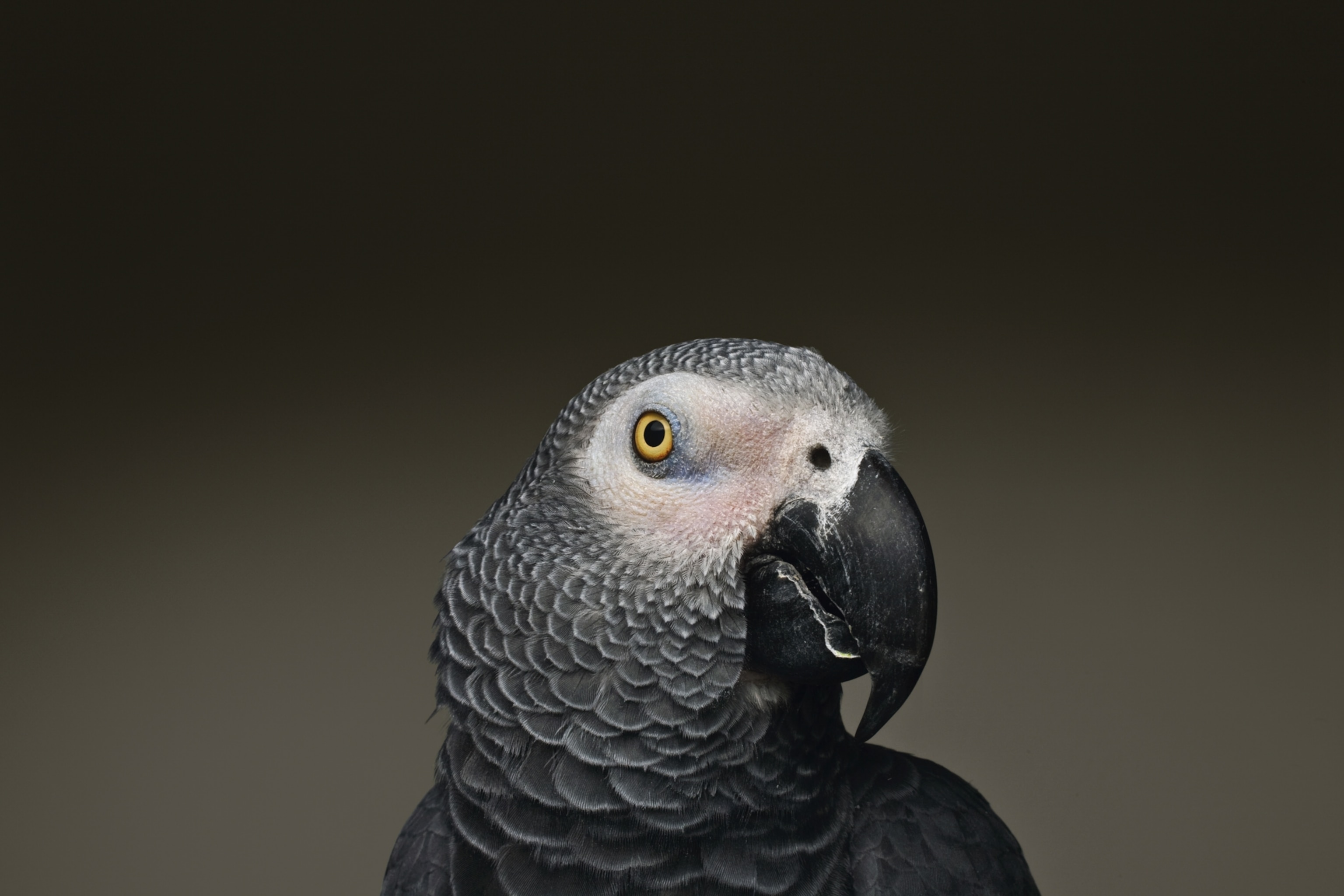 the face of an African gray parrot
