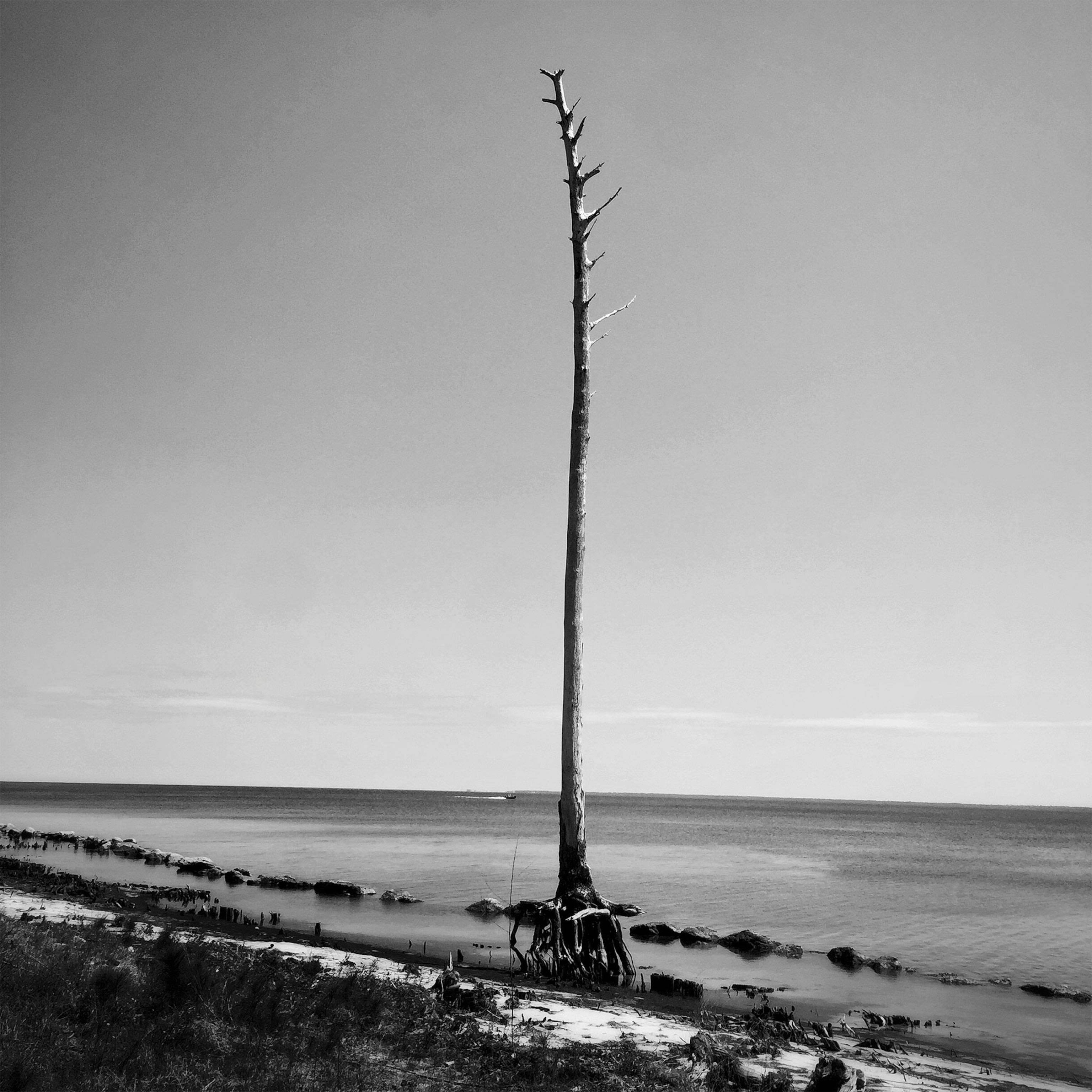 a tree in St. George Island, Florida showing exposed roots