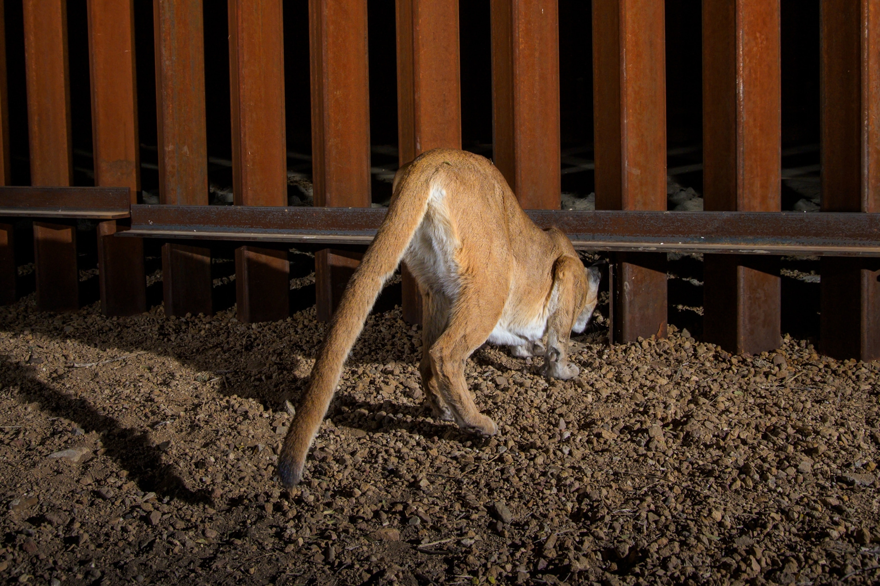 Animals walk beside the steel-slatted wall being built along the border between the United States and Mexico.