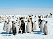Antarctic Animal Pictures National Geographic National Geographic