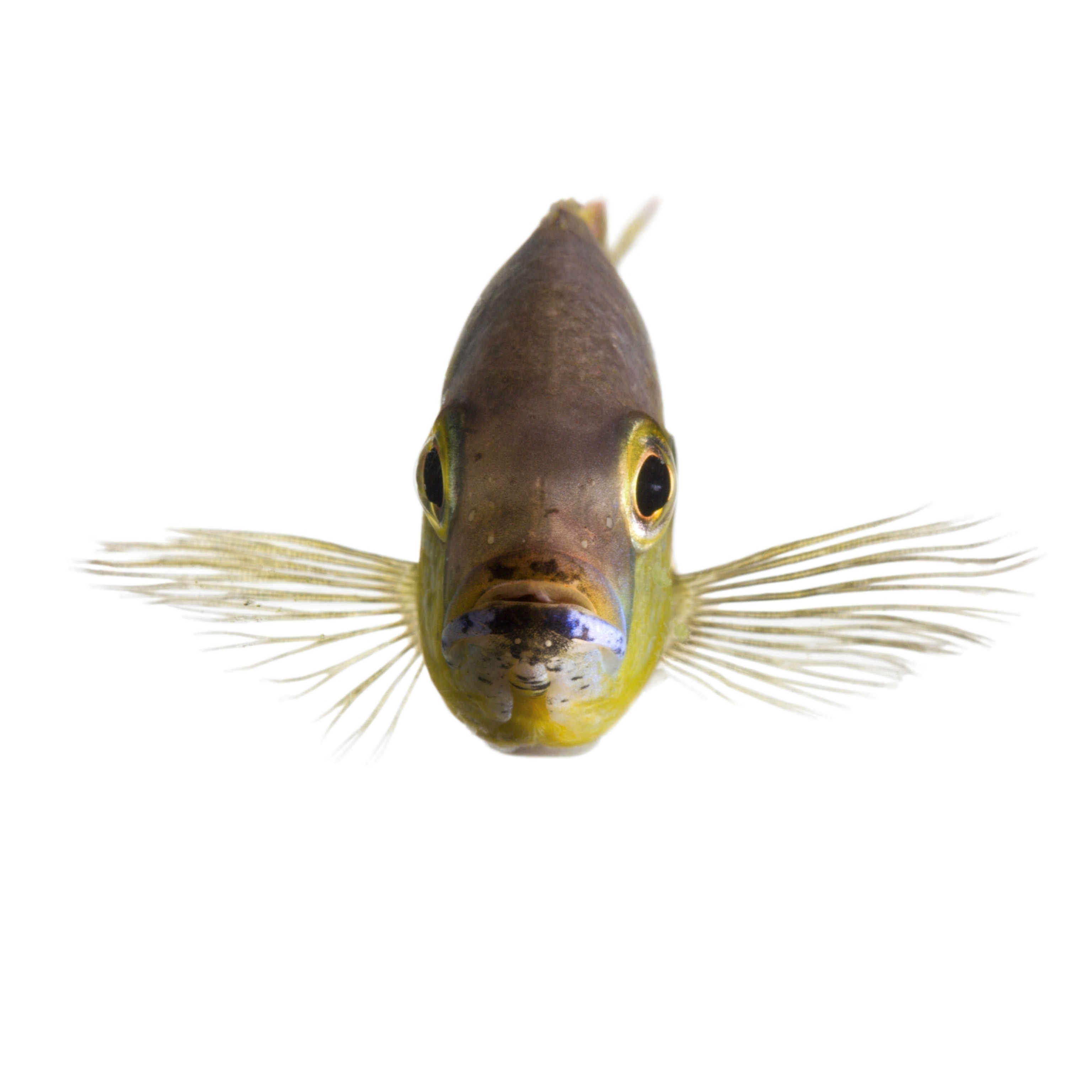 an African cichild fish
