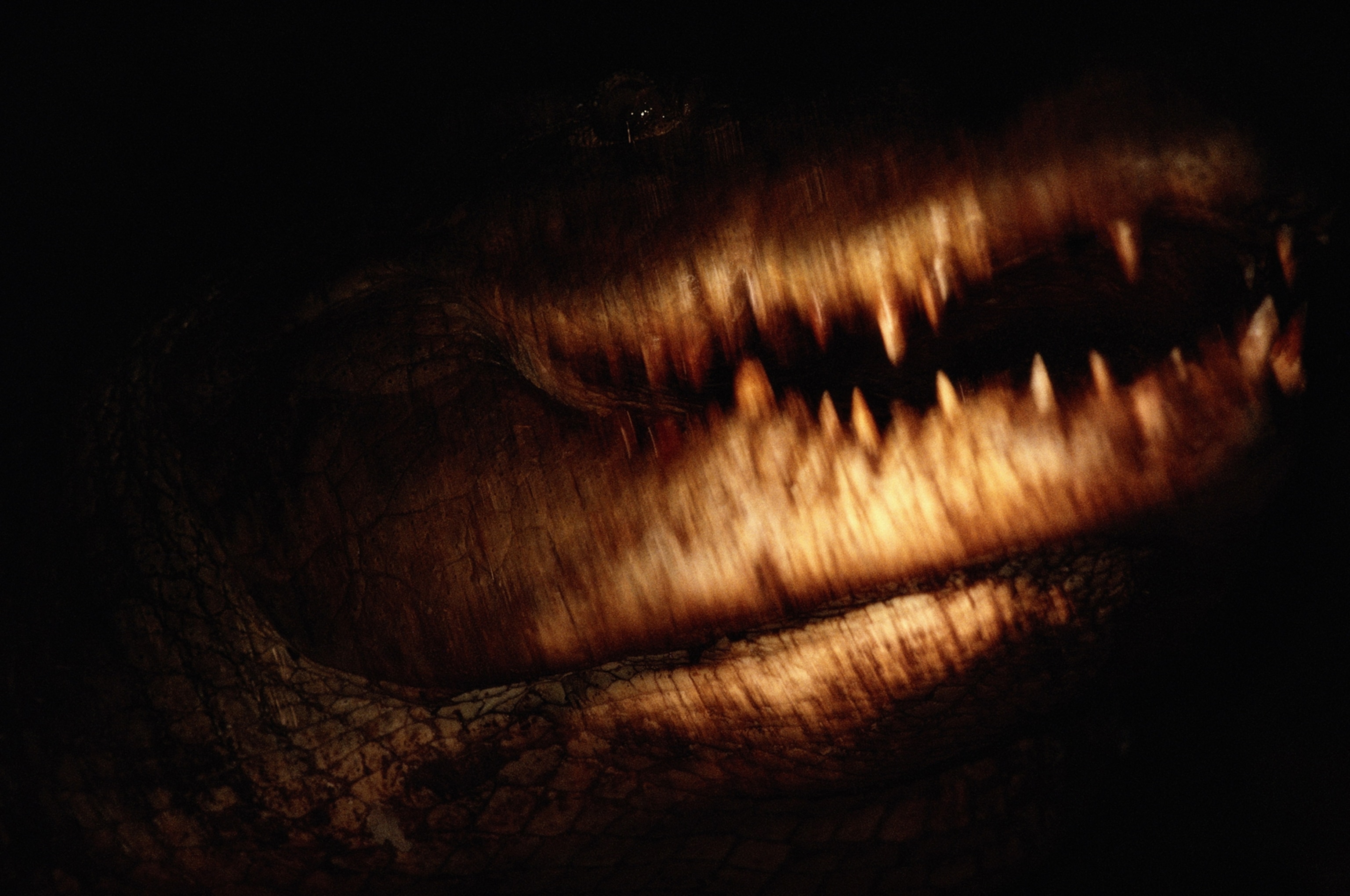 Close-up of a 14-foot crocodile.