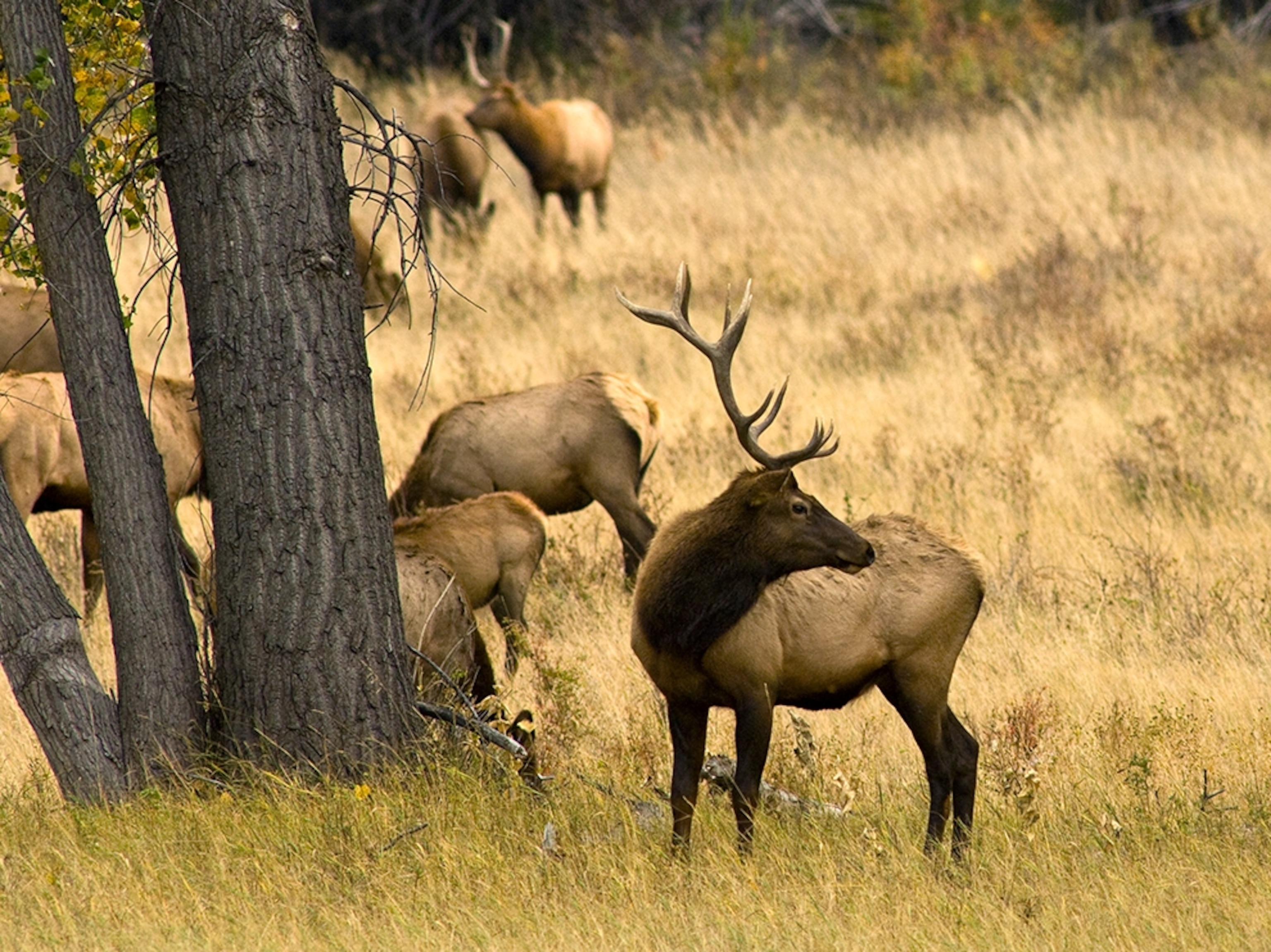an elk in rut watching over his harem at the Charles M. Russell National Wildlife Refuge, Montana