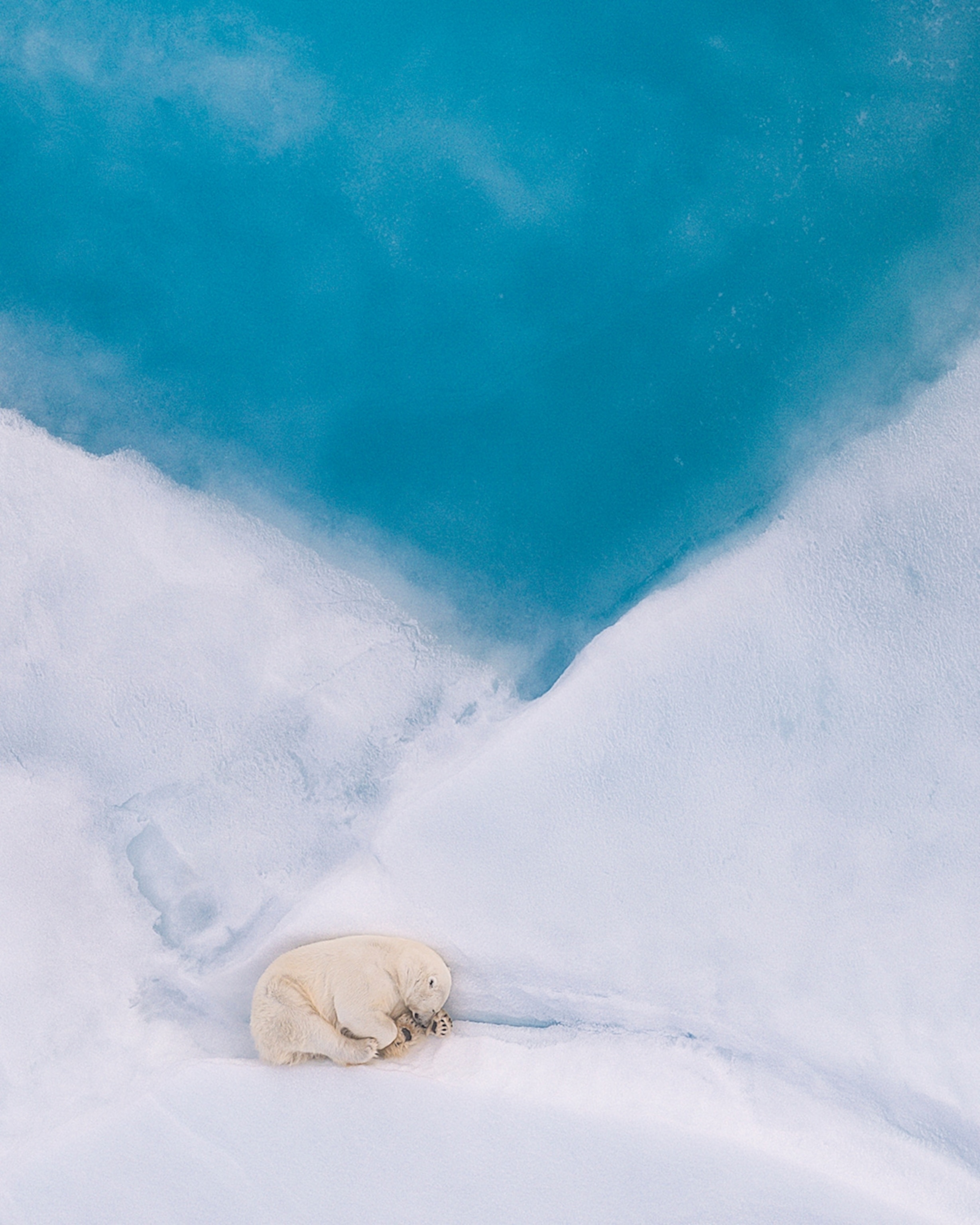 A polar bear shot from the air as it sleeps on the edge of an ice cap.