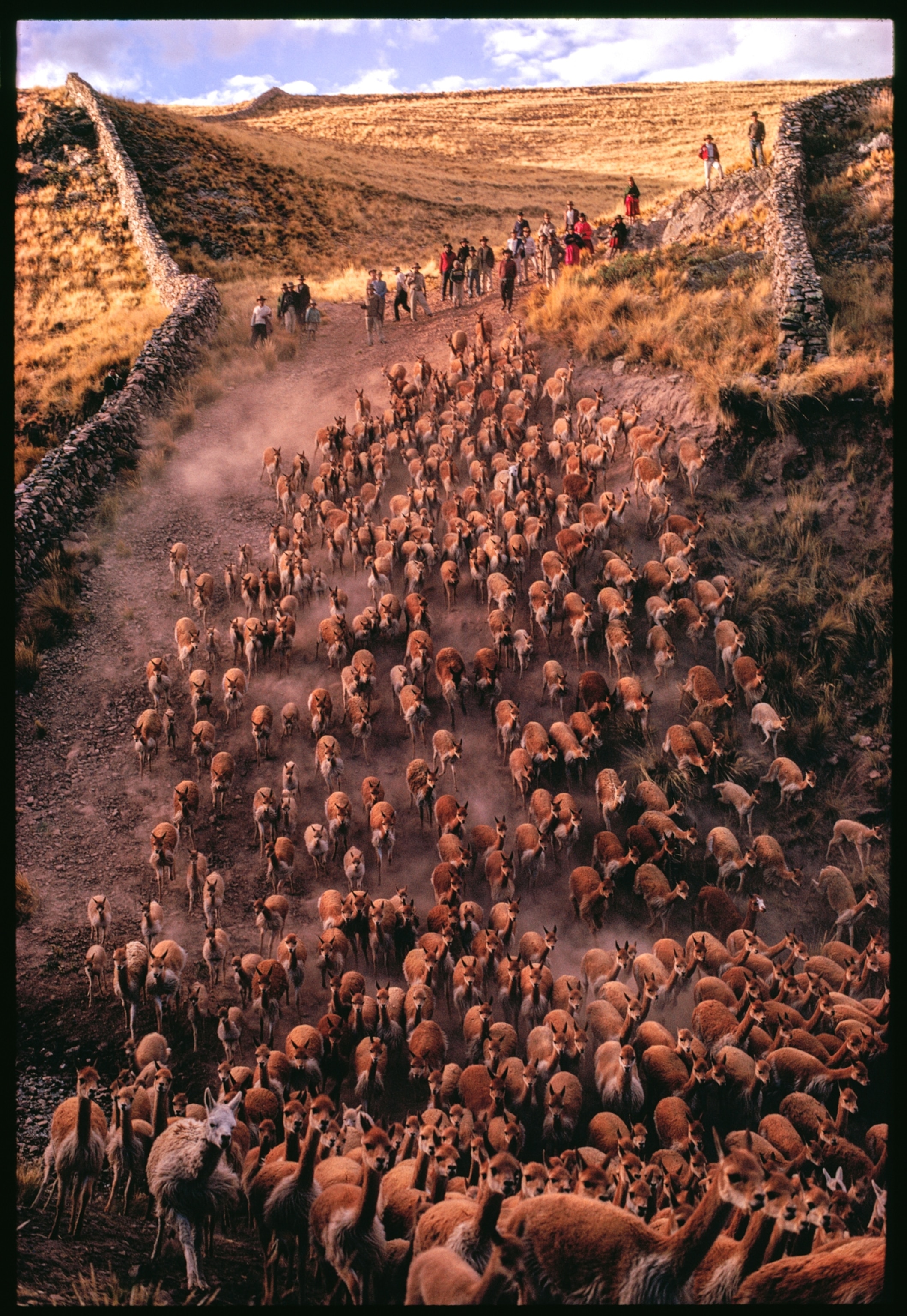 Vicunas funneling into a stone-walled corral