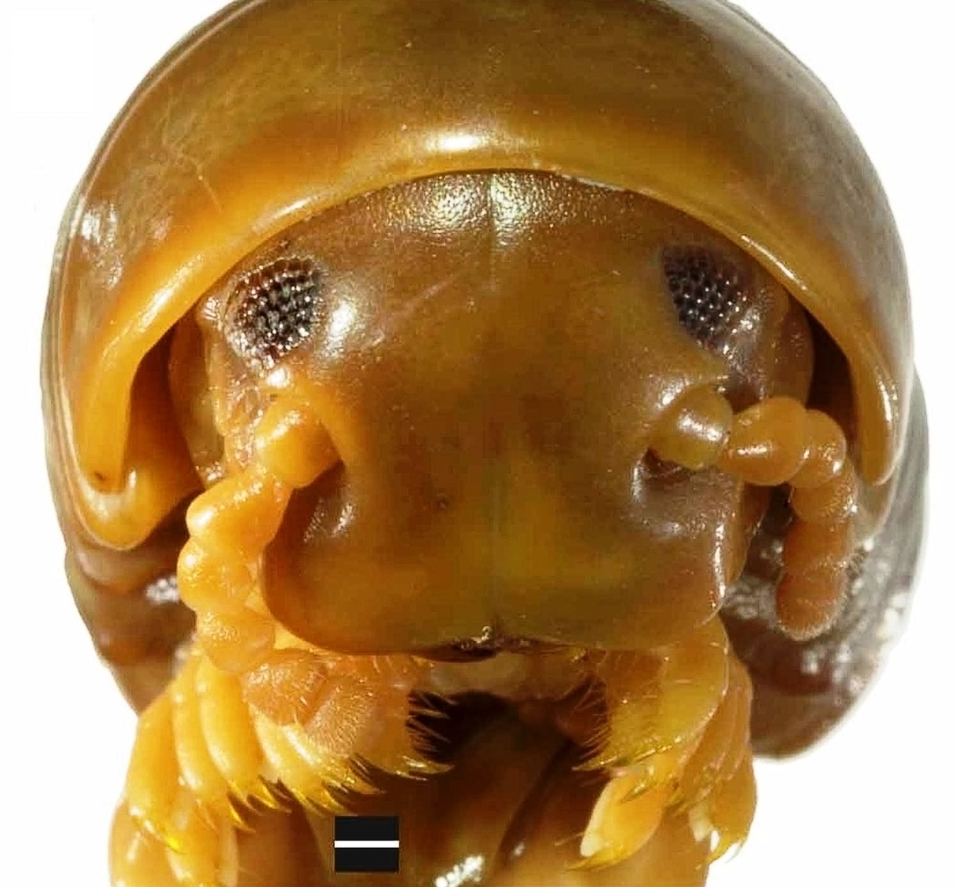 Biggest millipede picture: one of the top ten new species of 2011