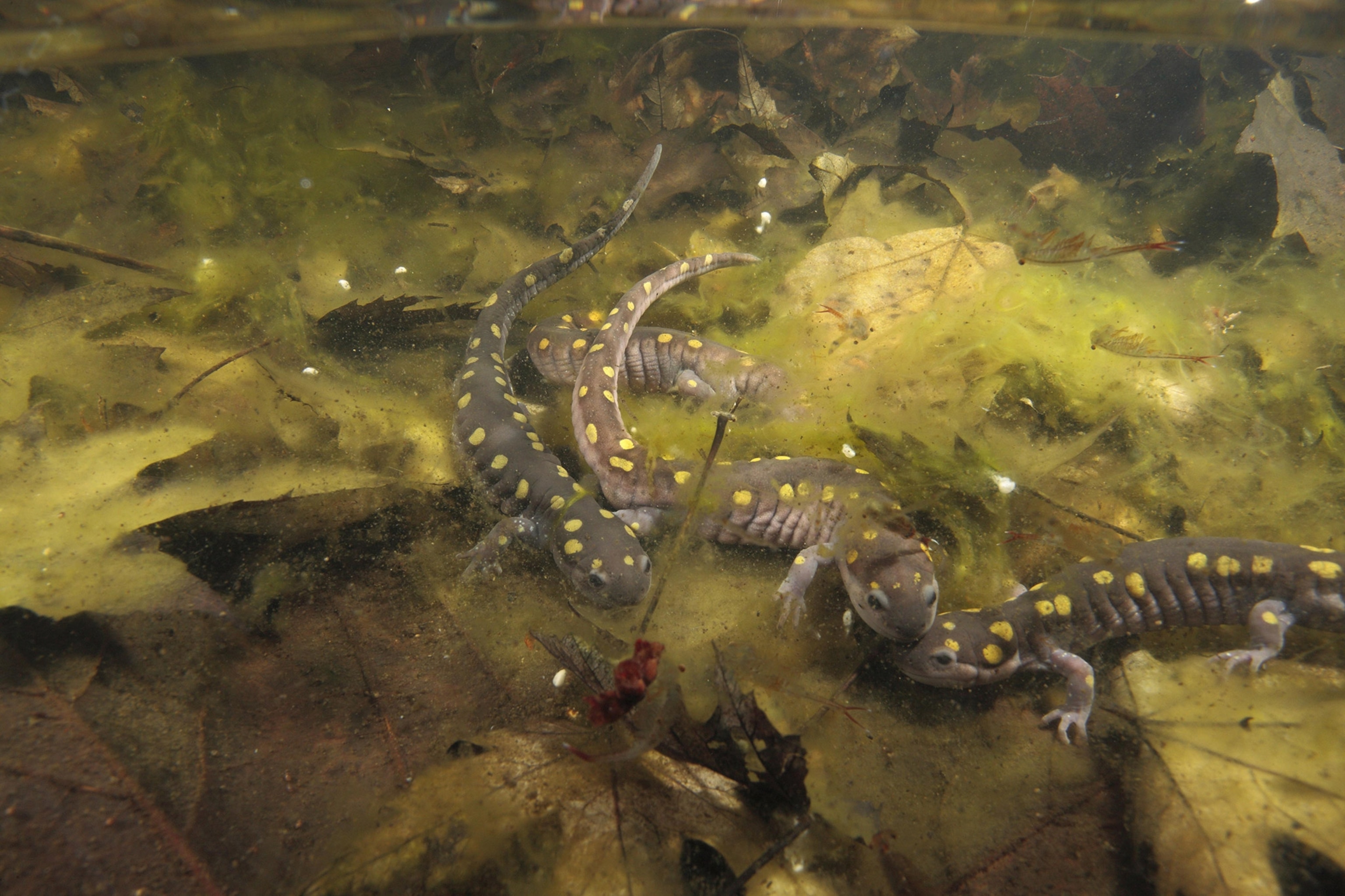 Four black salamanders with yellow spots gather in shallow, green and brown murky water, rocks, branches, and leaves around.