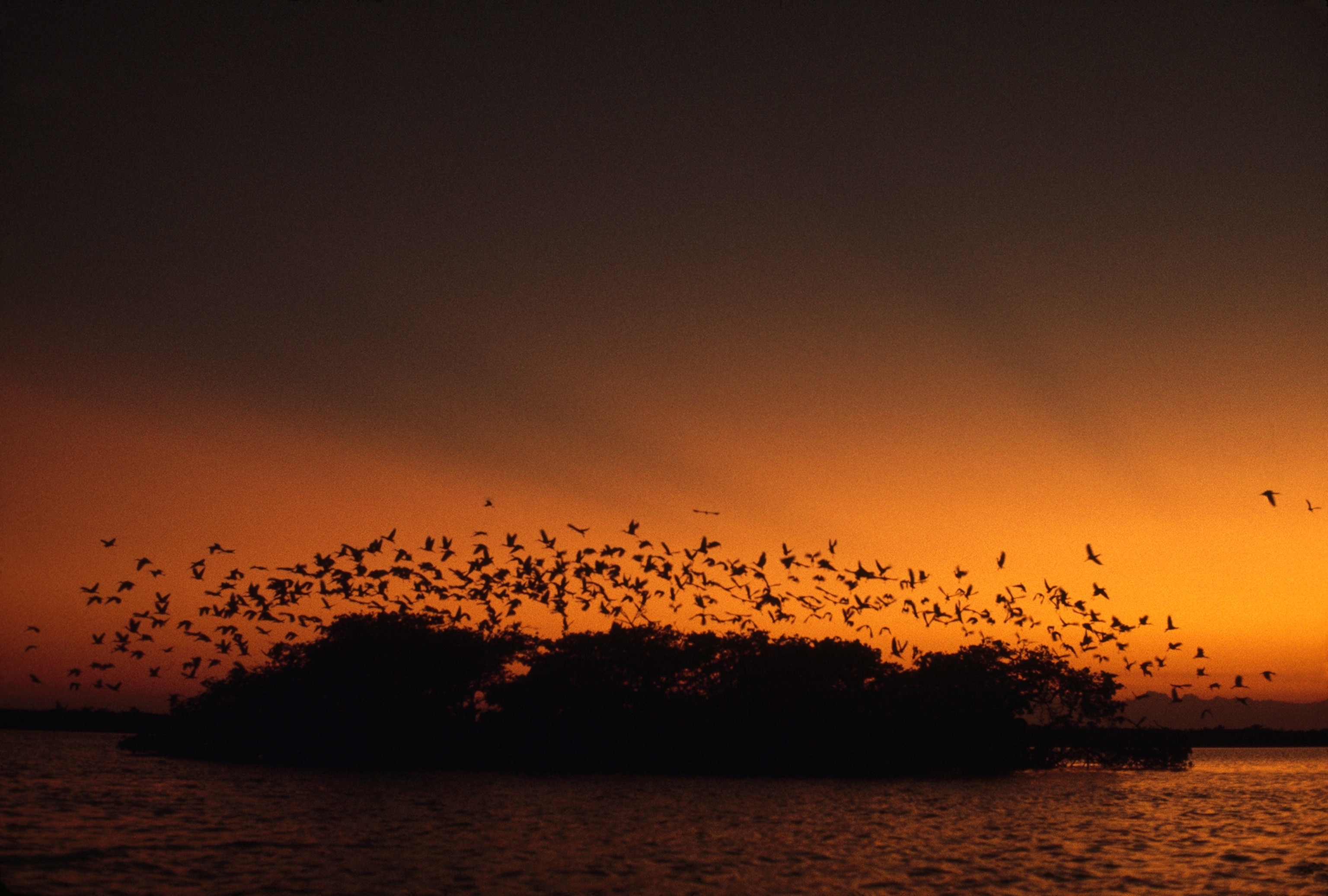 In Rookery Bay at sunset, thousands of water birds contend for space.