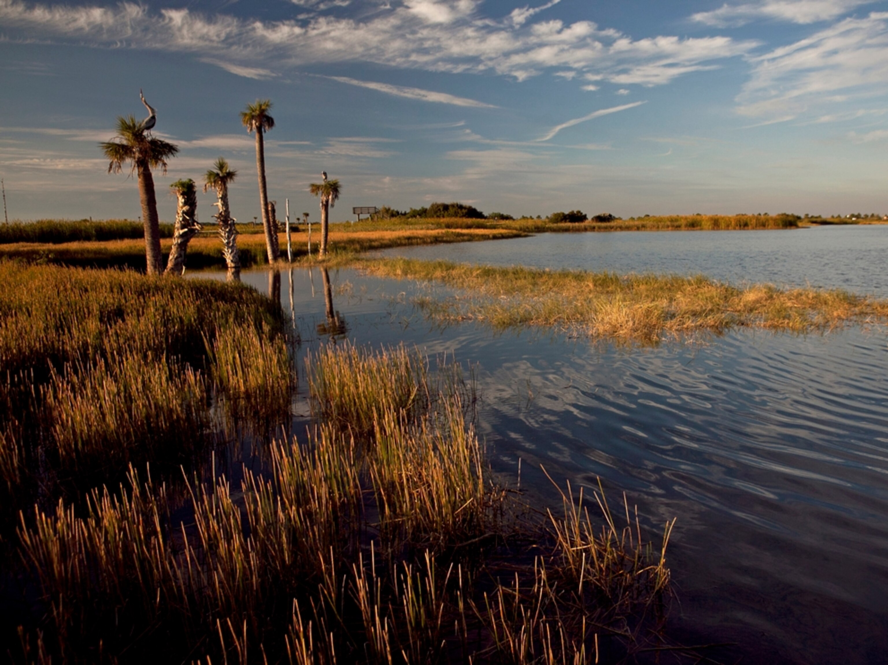 the Viera Wetlands, Florida