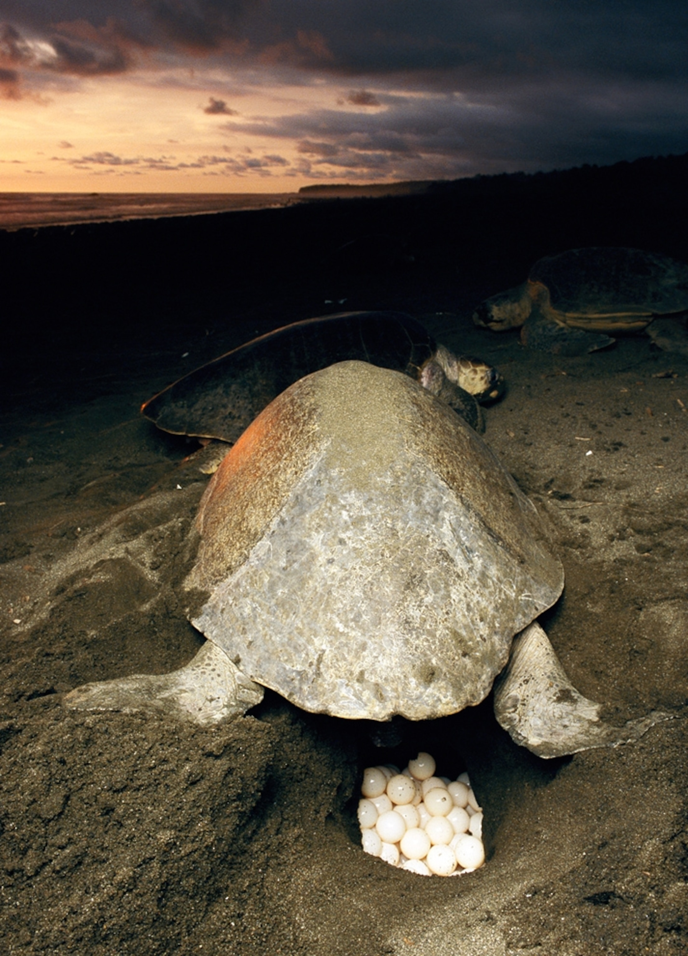 a leatherback turtle laying eggs in Costa Rica