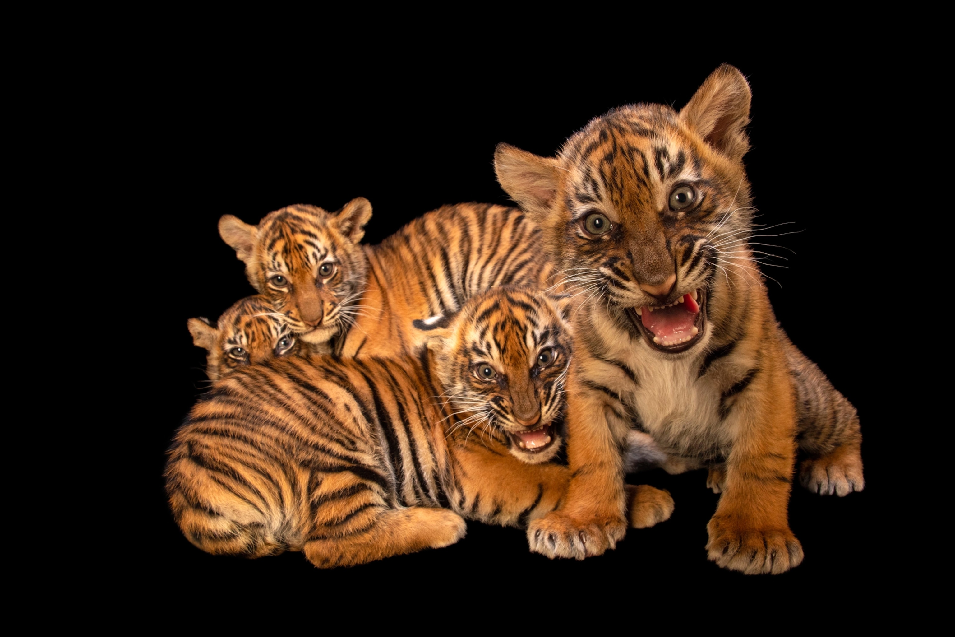 four baby tigers colored orange with black stripes cuddle and roar against a black background