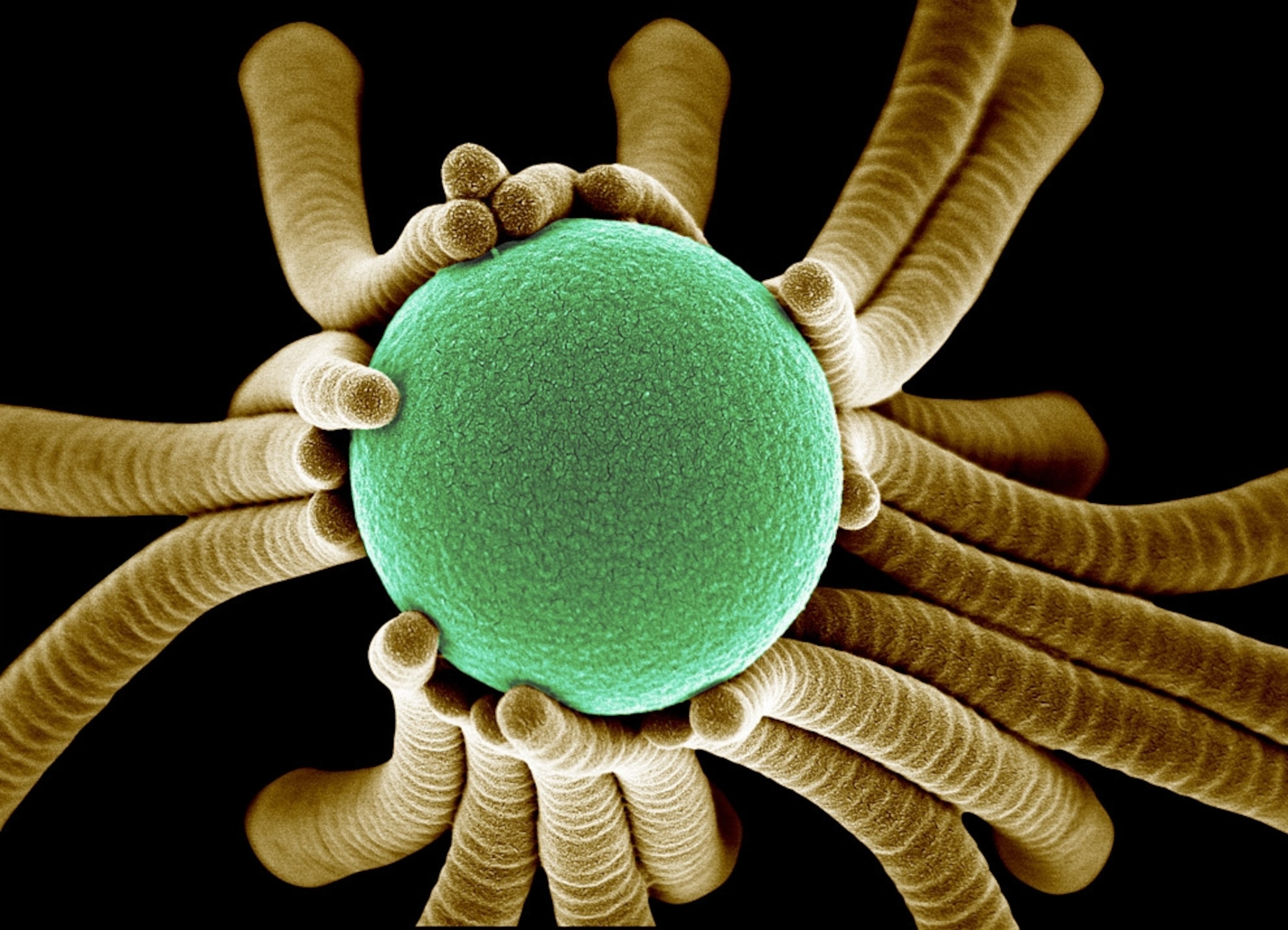hair-like microfibers cradling a small green ball -- among the best science pictures of 2009