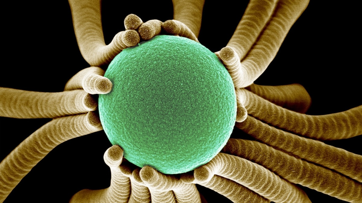 Best Science Pictures Announced