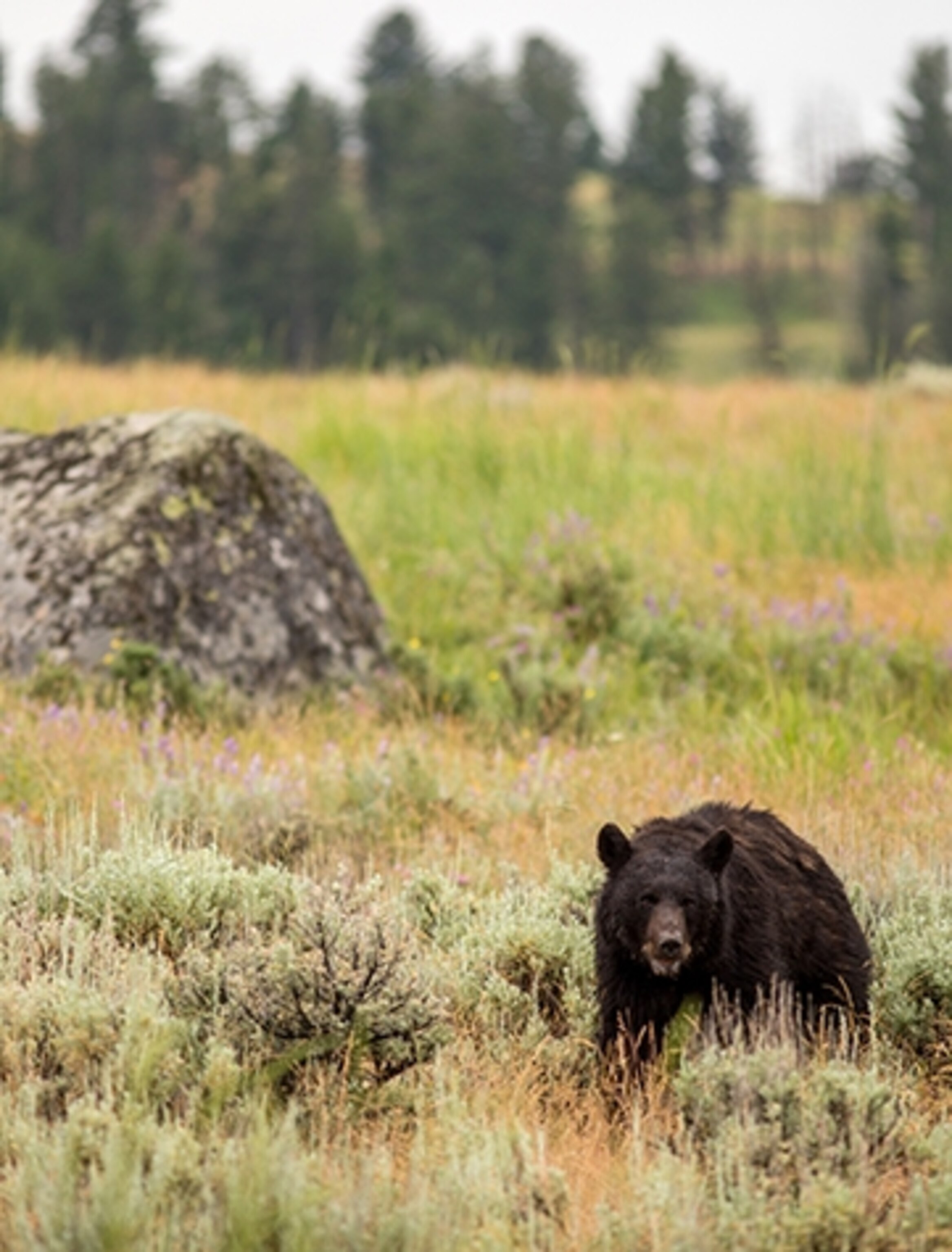 A black bear cuts across the Lamar Valley. (Photograph by Erika Skogg)