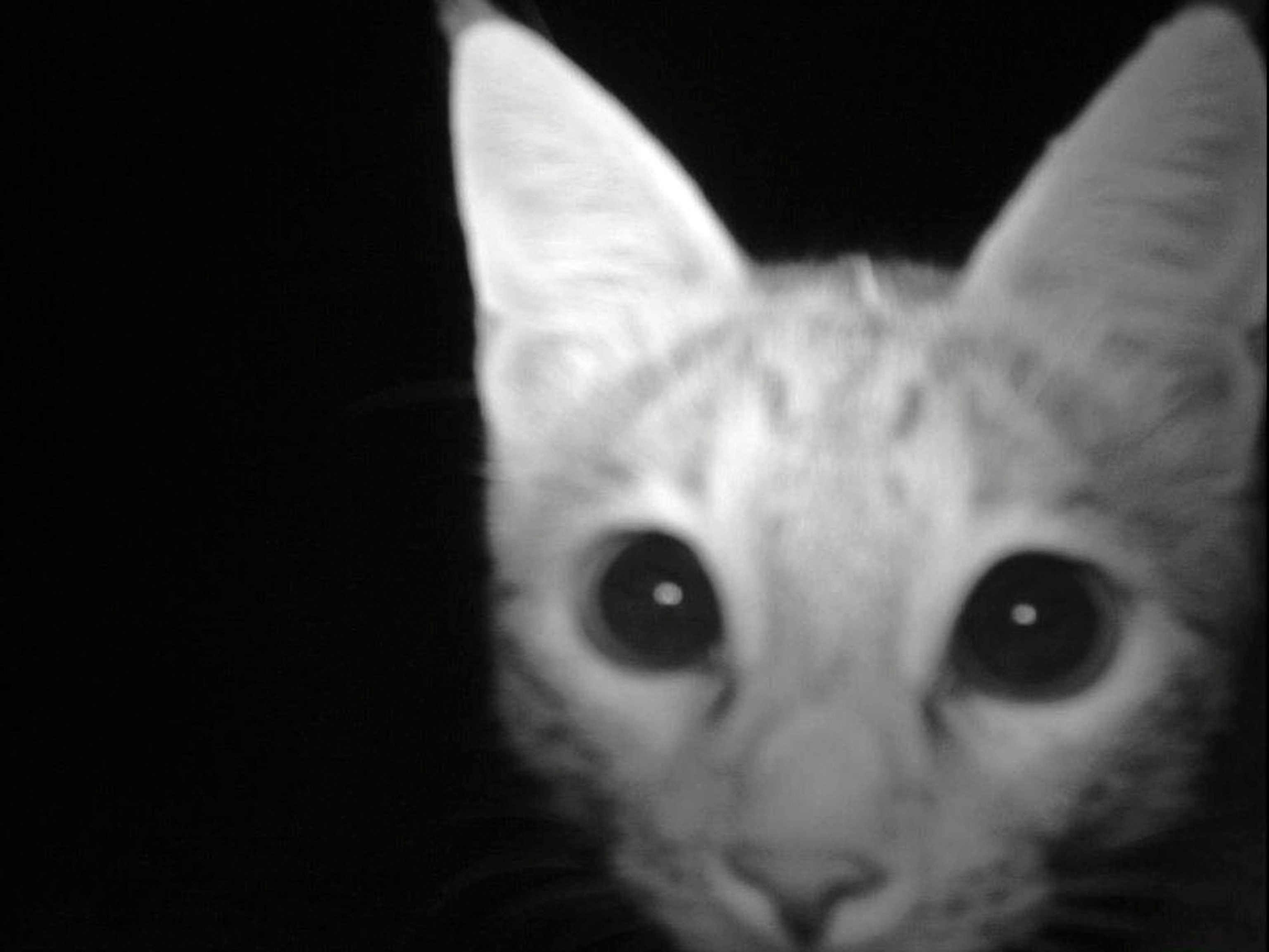 Wildcat picture: animal found recently via camera trap in Afghanistan