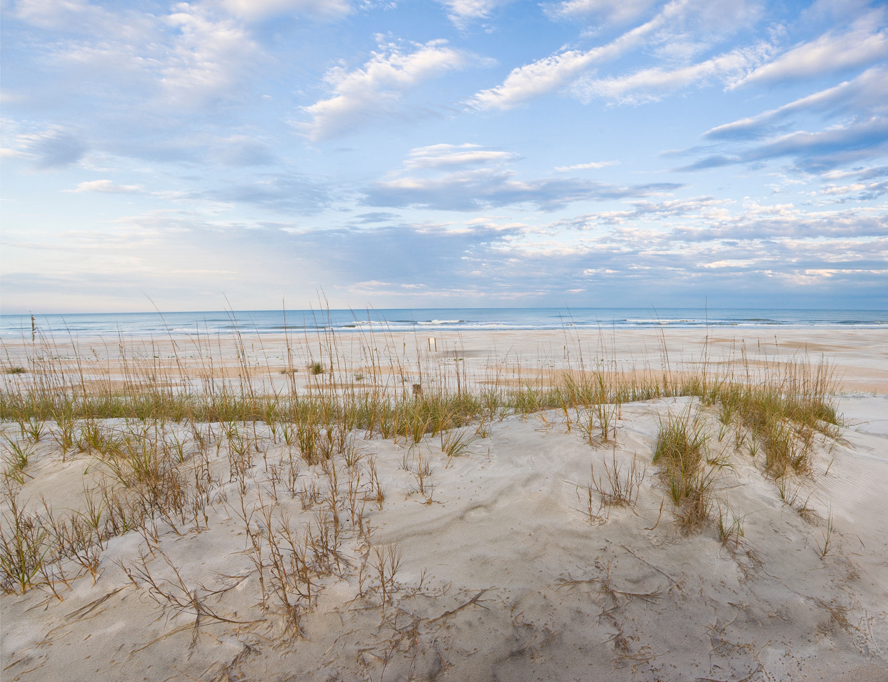 sandy beach with tufts of long coastal grass scattered throughout and clear blue ocean in the background.