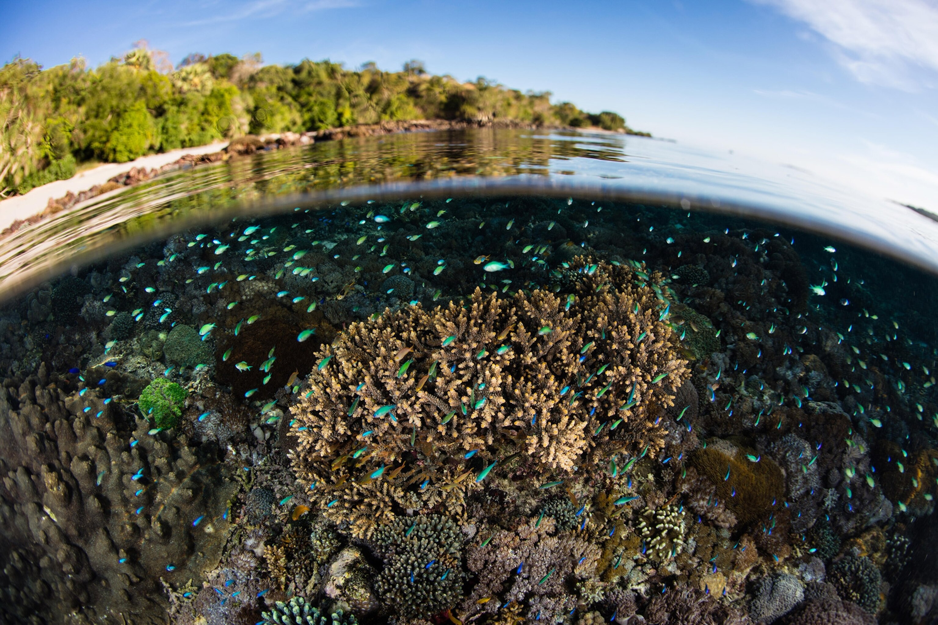 Blue-green damselfish and the coral reef near Alor, Indonesia