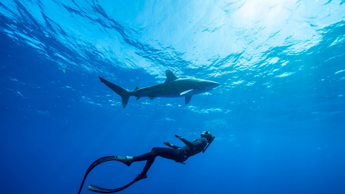 Here’s what kids can learn from sharks