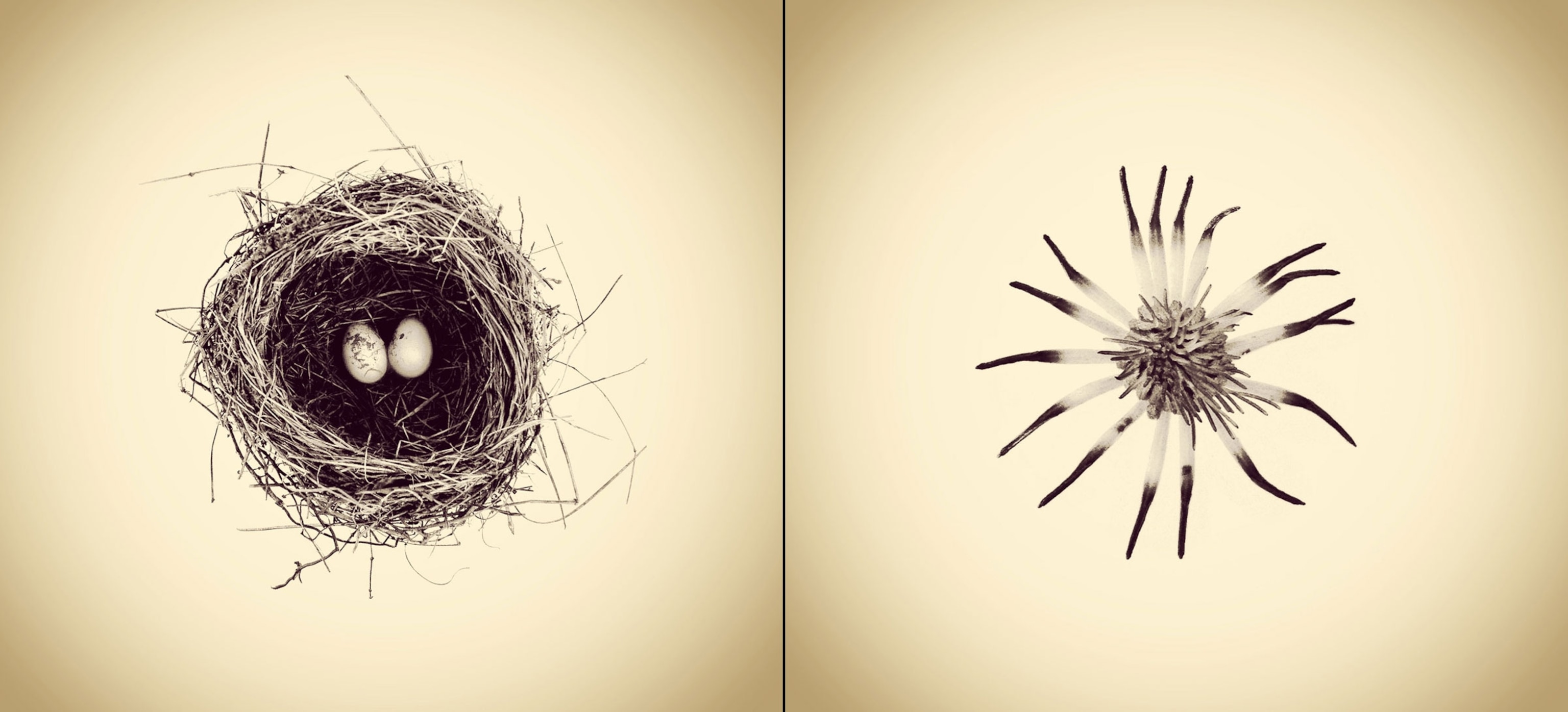 natural objects found near Joshua White's house.