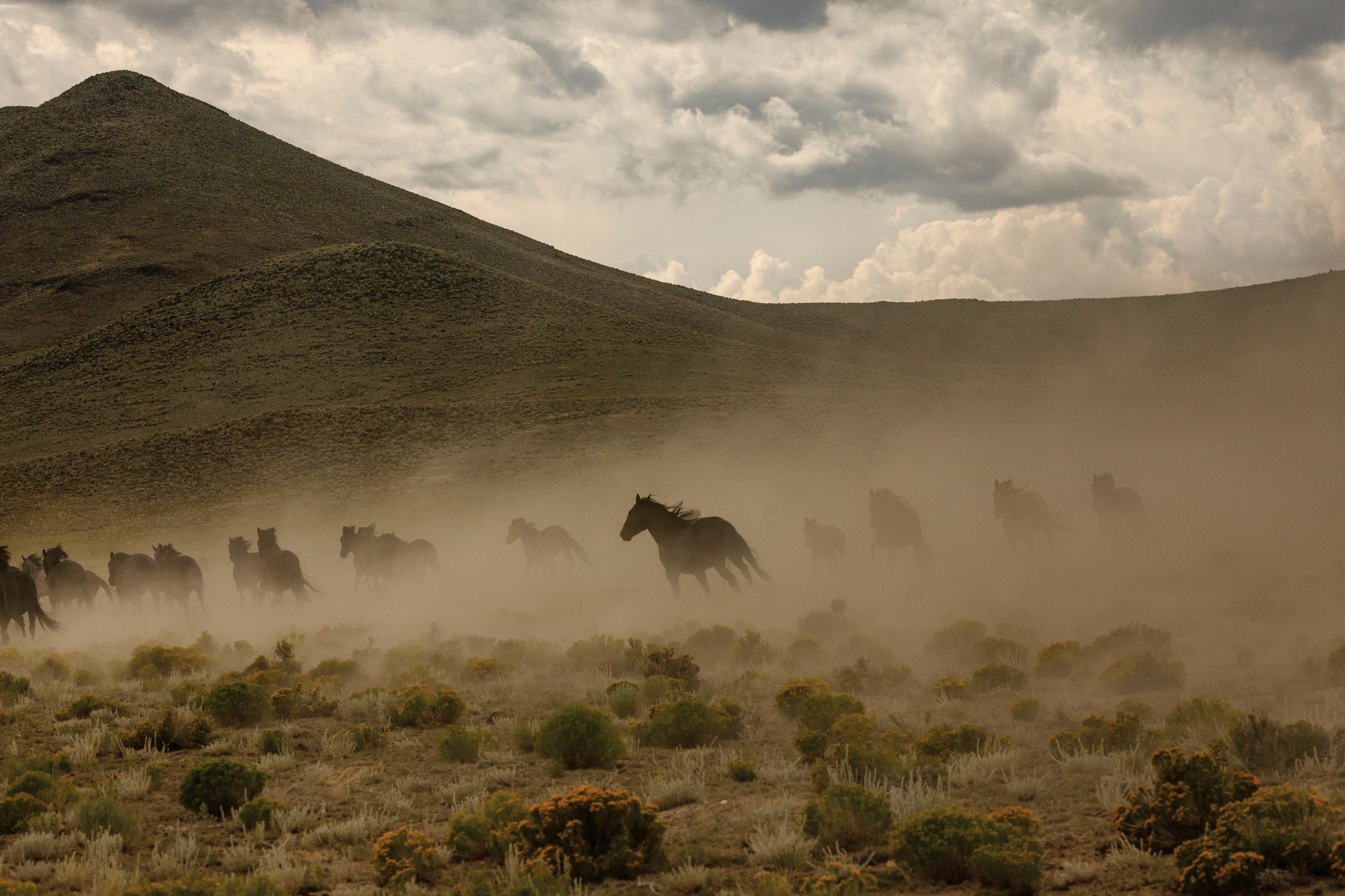 Horses run through the dust in an open field