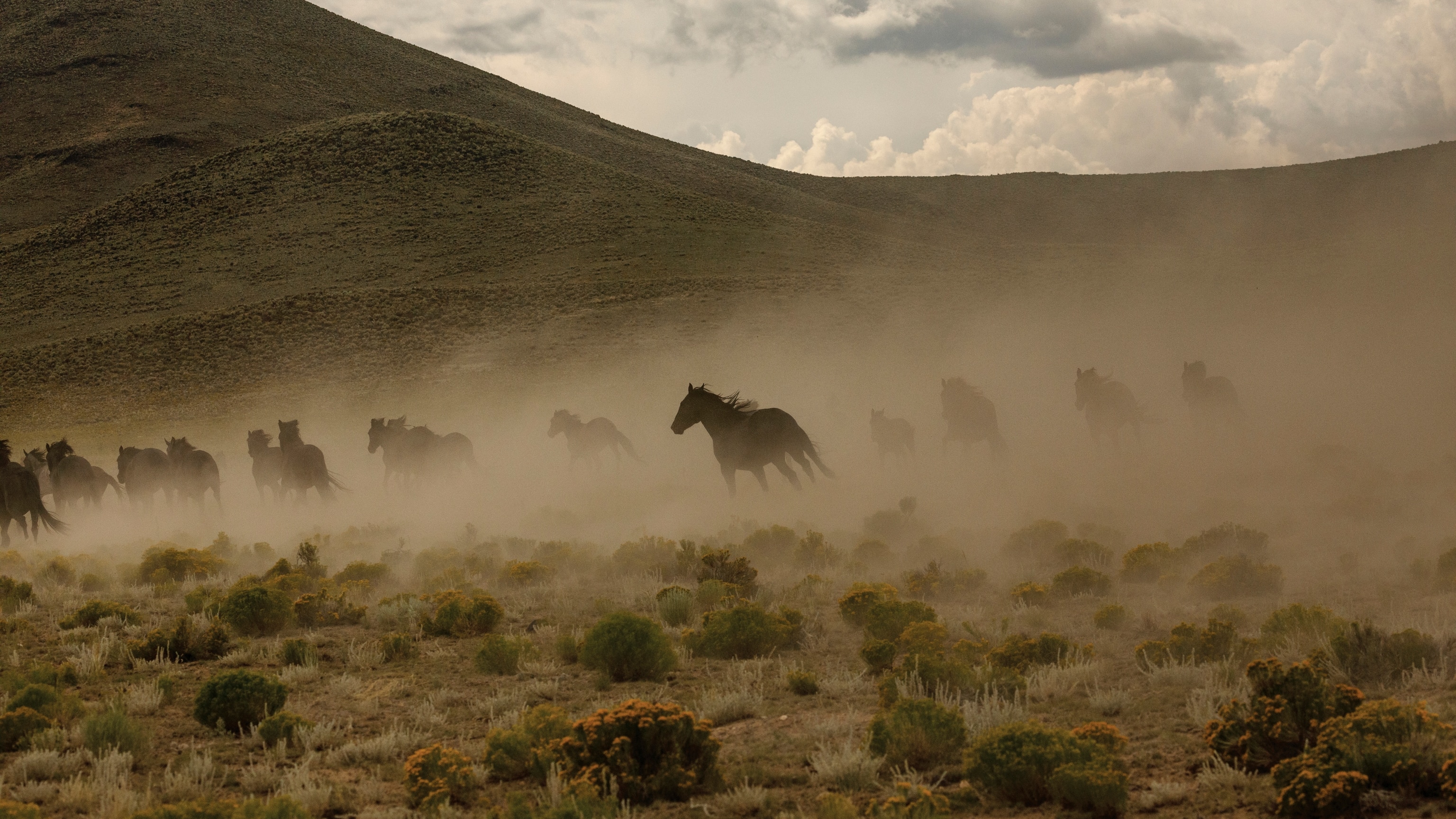 America’s Majestic Wild Horses, Seen Through the Lenses of National Geographic Photographers