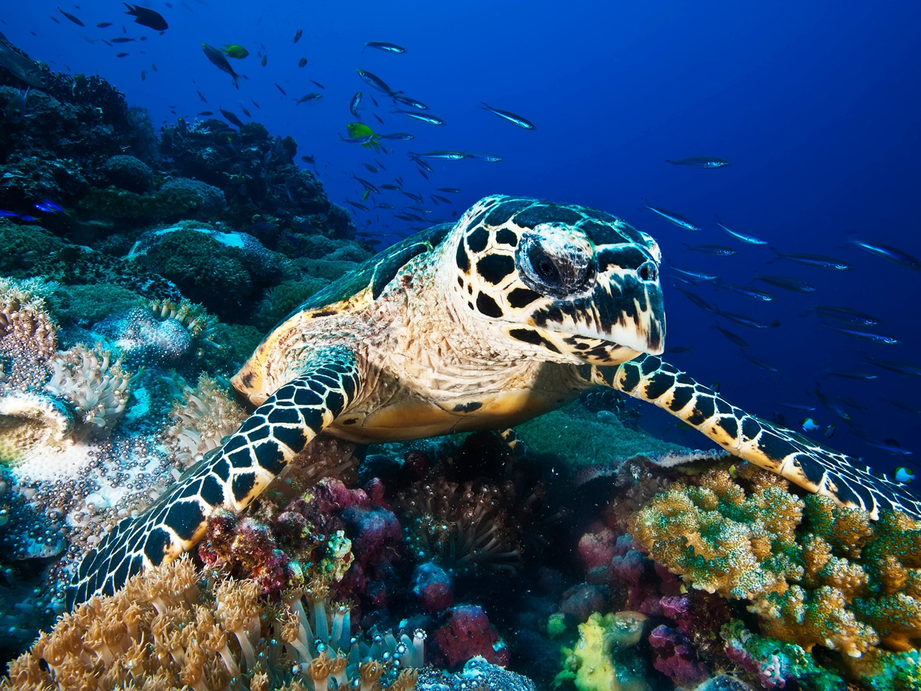 Endangered hawksbill turtle shell trade is much bigger than