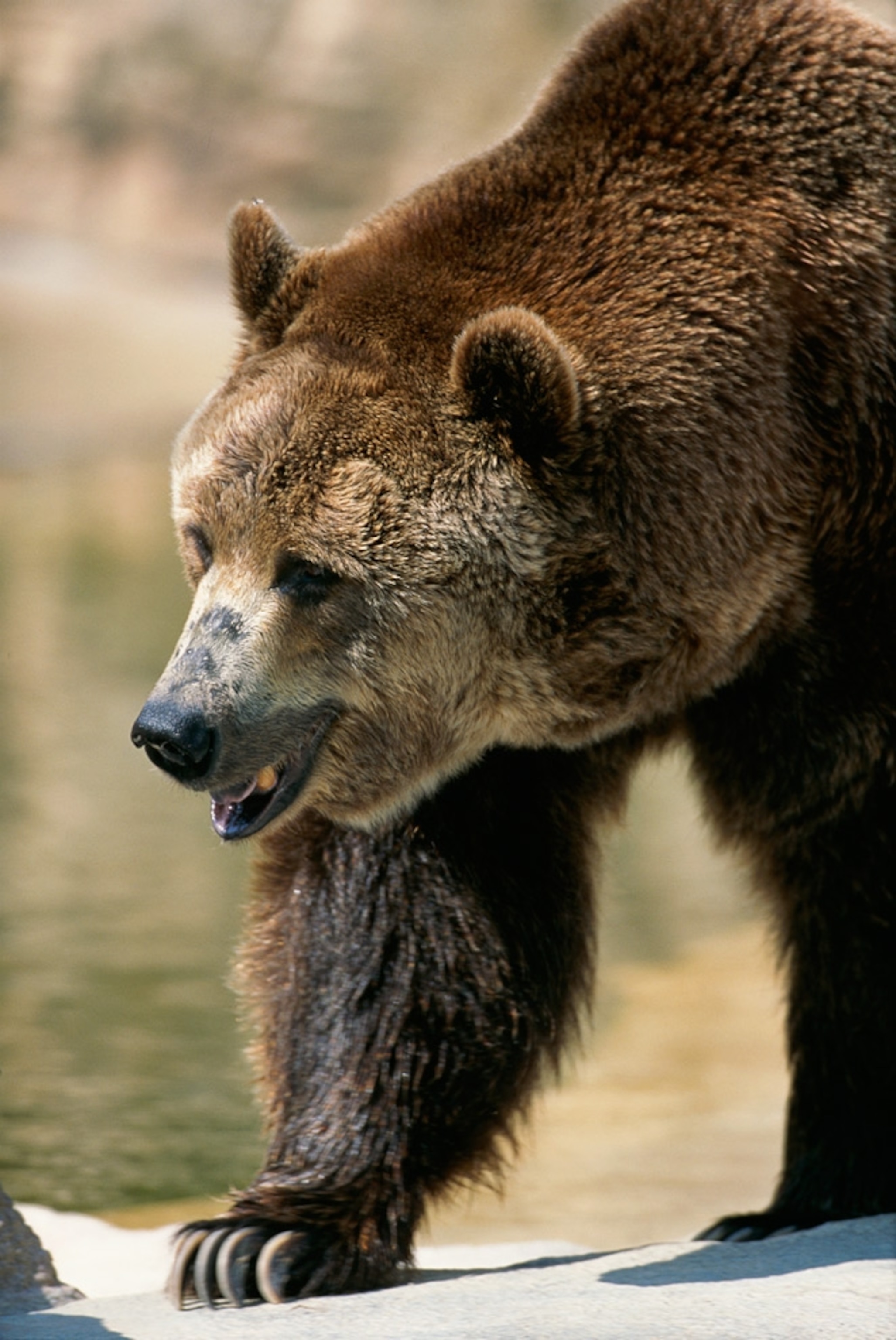 Grizzly Bears Moving Into Canada S Polar Bear Capital