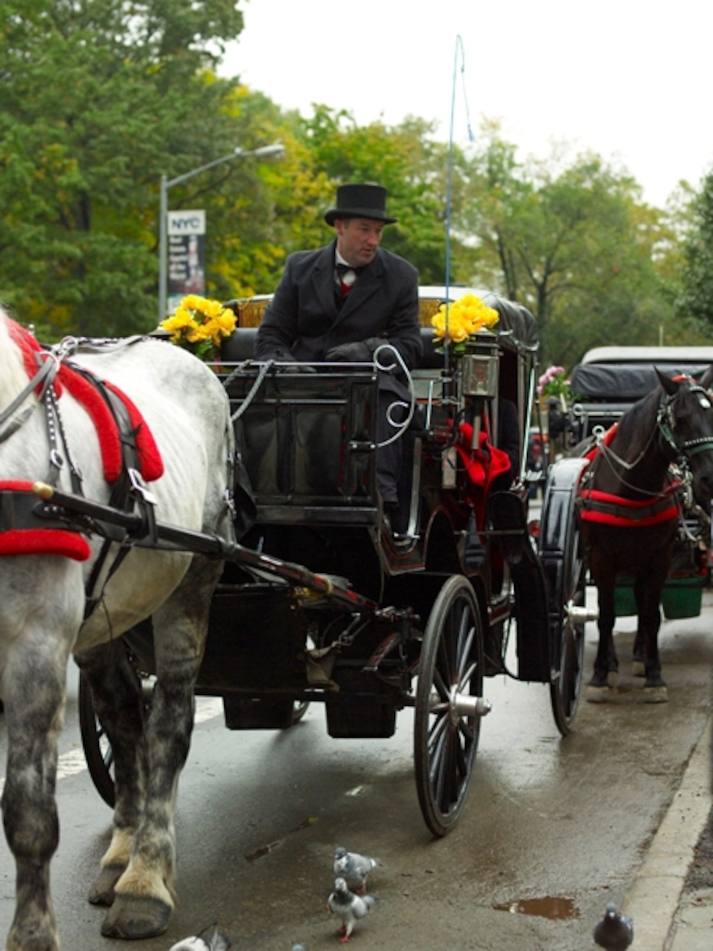 Horse-drawn carriage, New York City