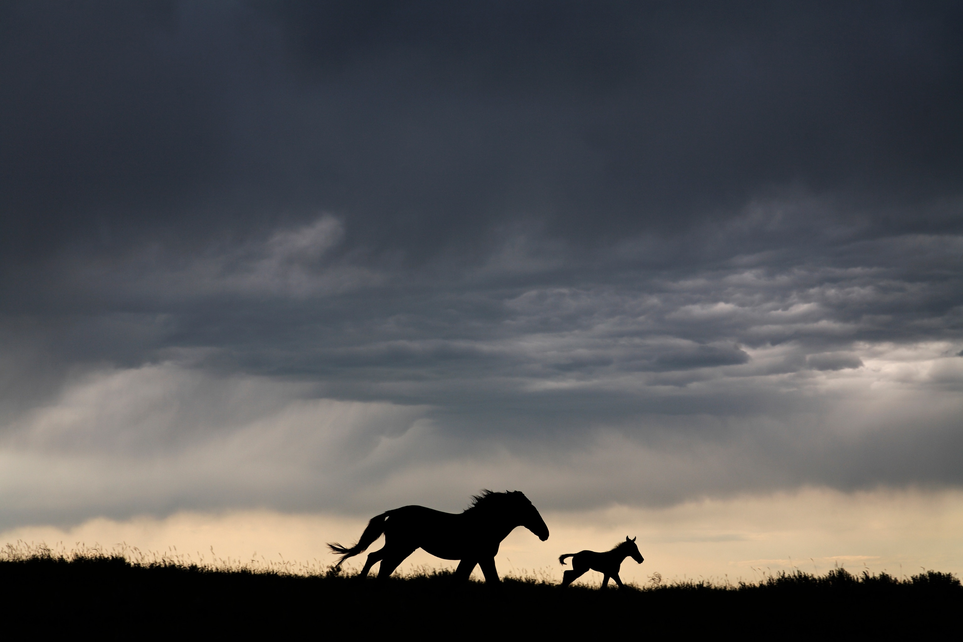 An adult horse and a foal run along the sunset as the light silhouettes them