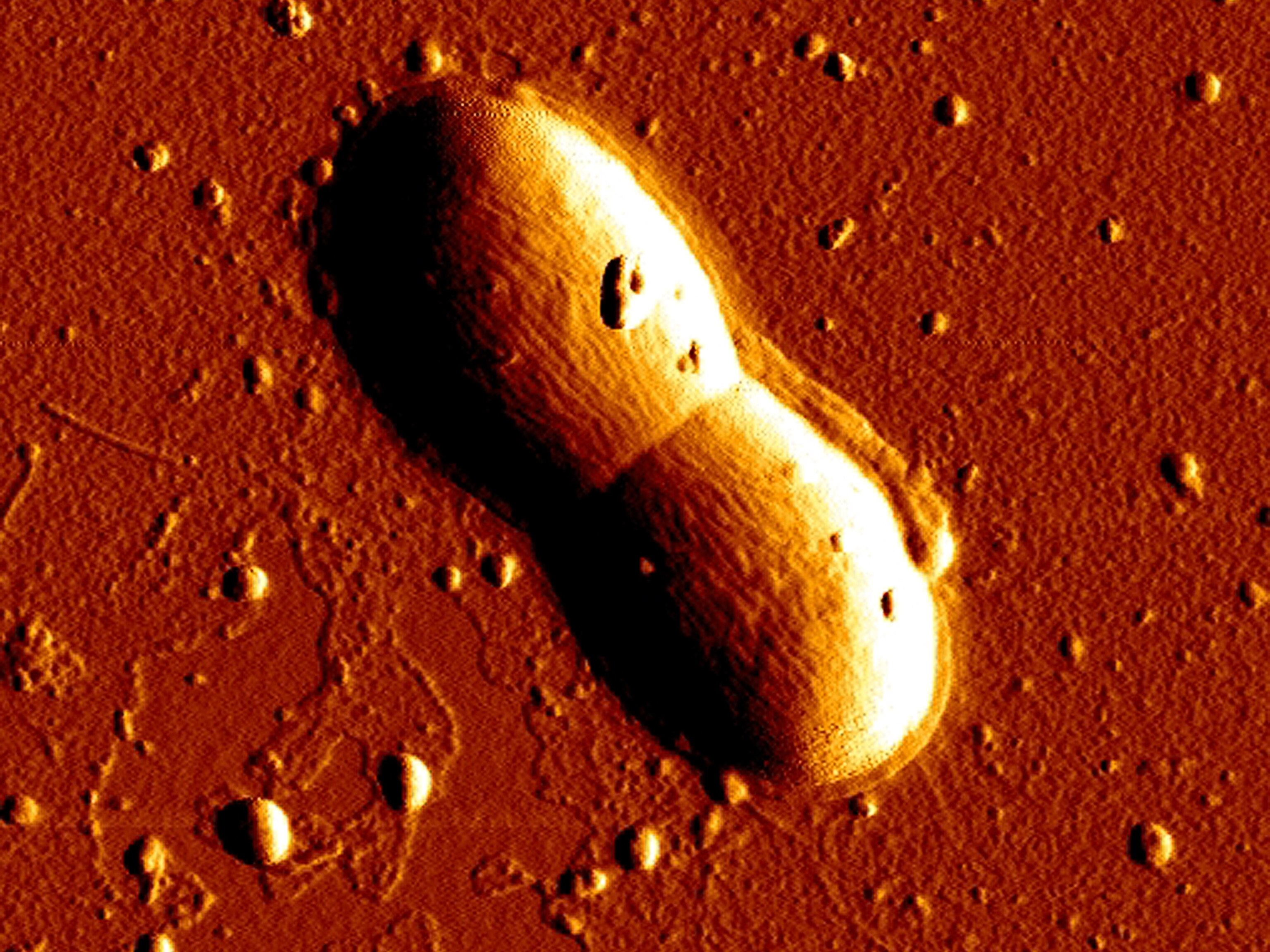 A bacterium similar to those found in the deep sea sediments.