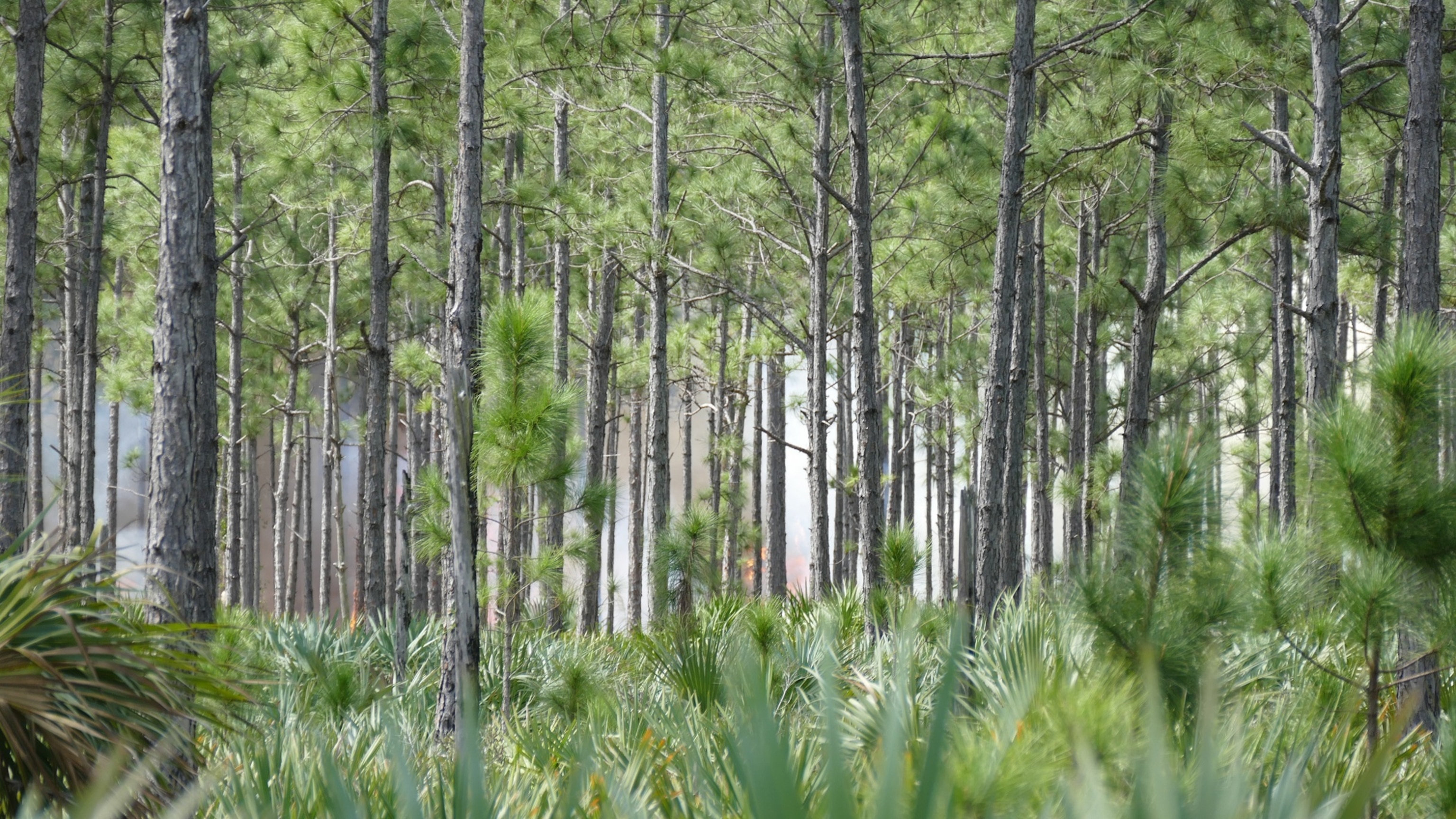 Is this paradise—or a parking lot? This Florida ecosystem is a battleground.