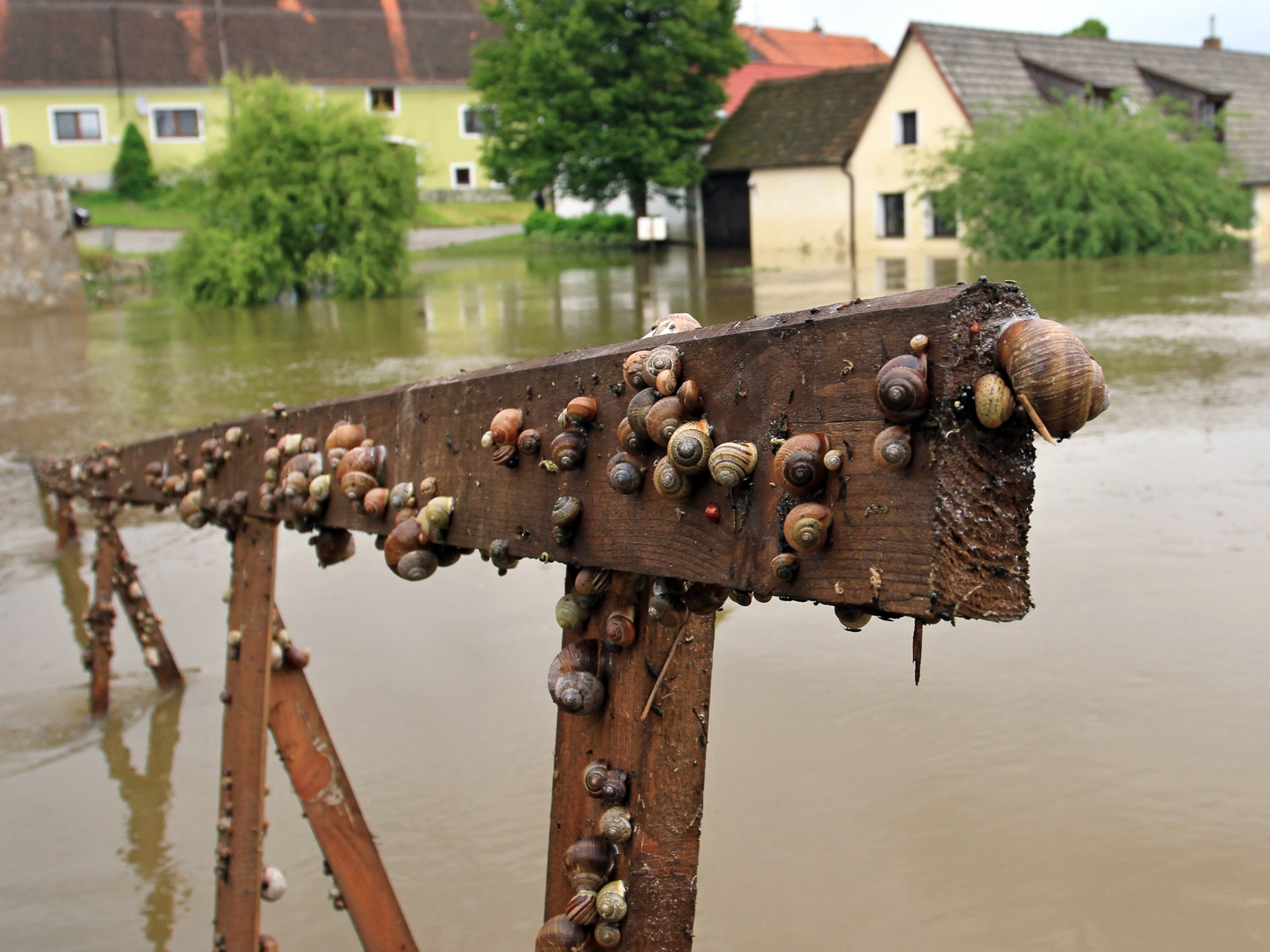 European Flooding - Picture of snails on a railing in a flood
