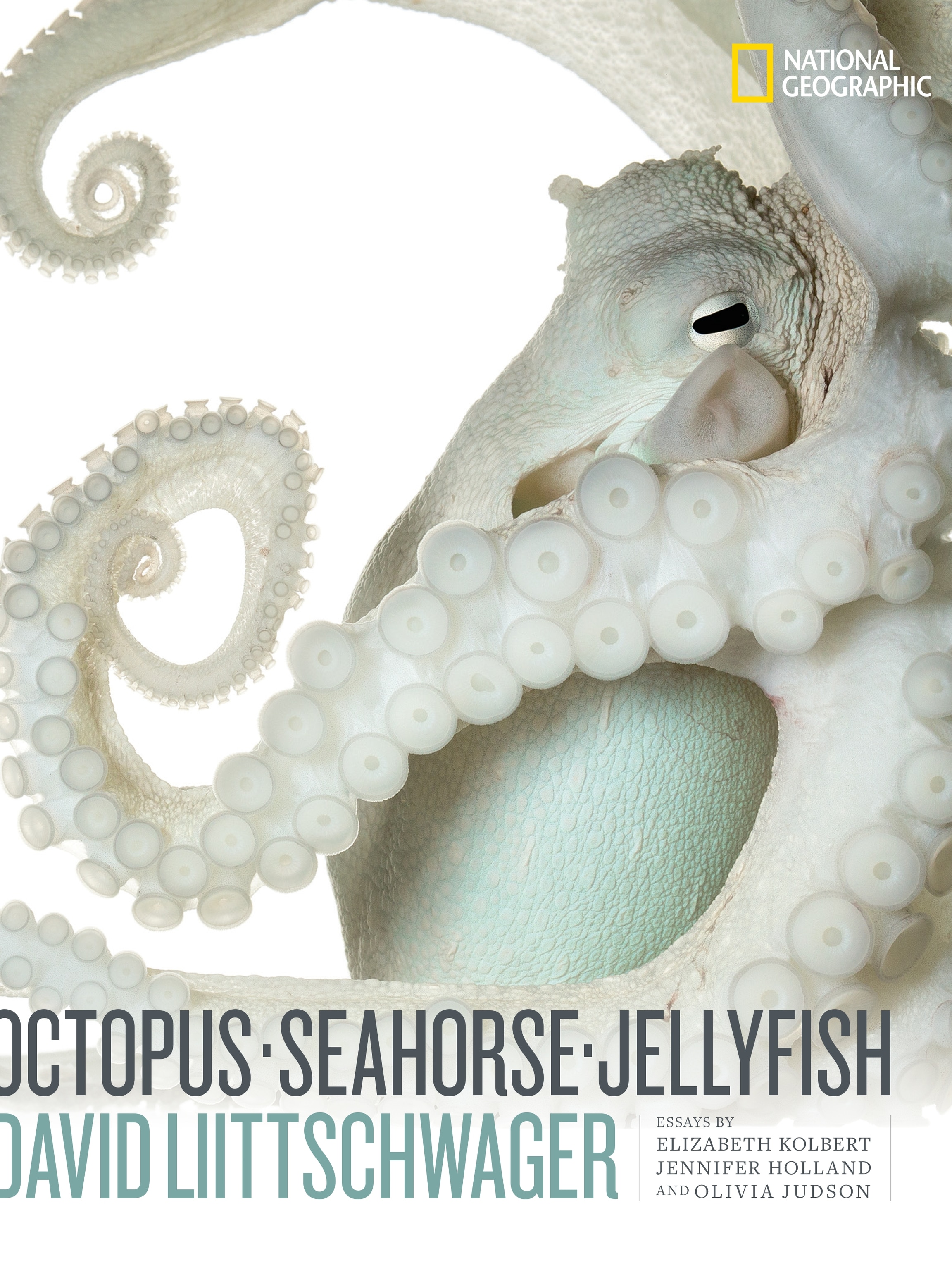 The weird, wondrous world of seahorses (15) The weird, wondrous world of seahorses (15)