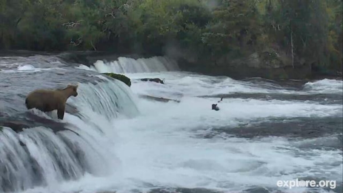 Watch Mother Bear Rush to Save Her Cubs From a Waterfall