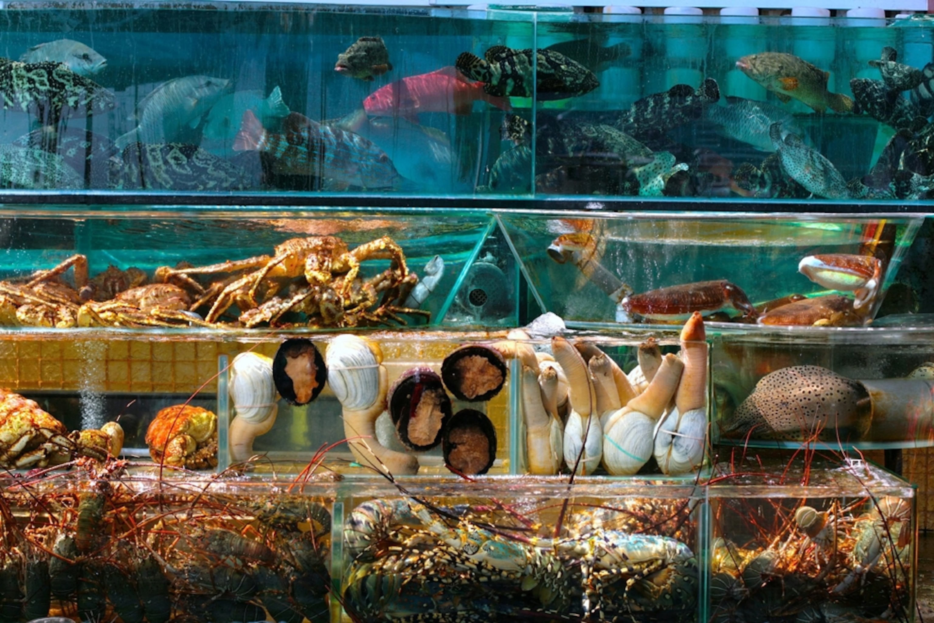 Tanks fresh seafood Sai Kung Pier, Hong Kong