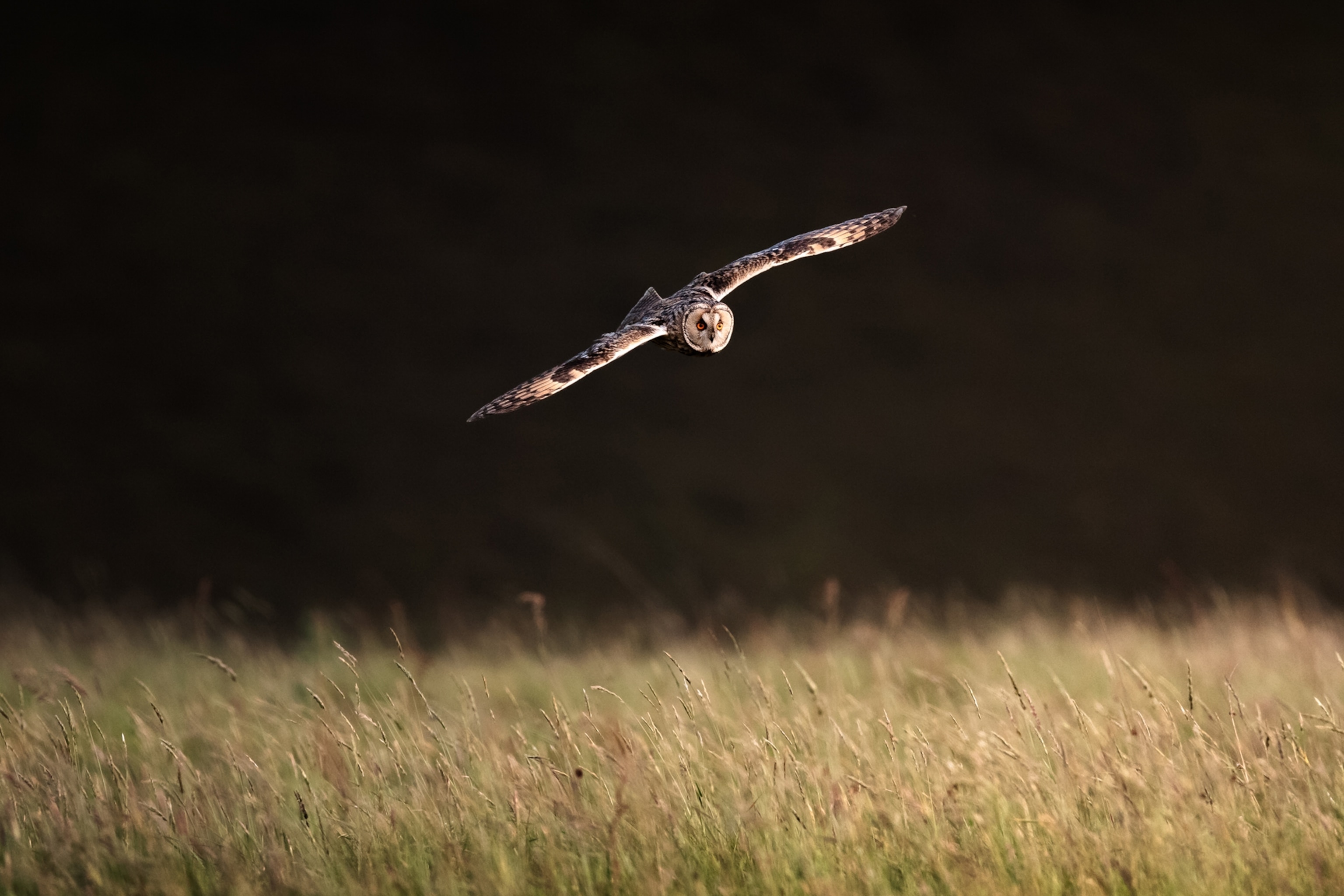 An owl captured in flight over a field.