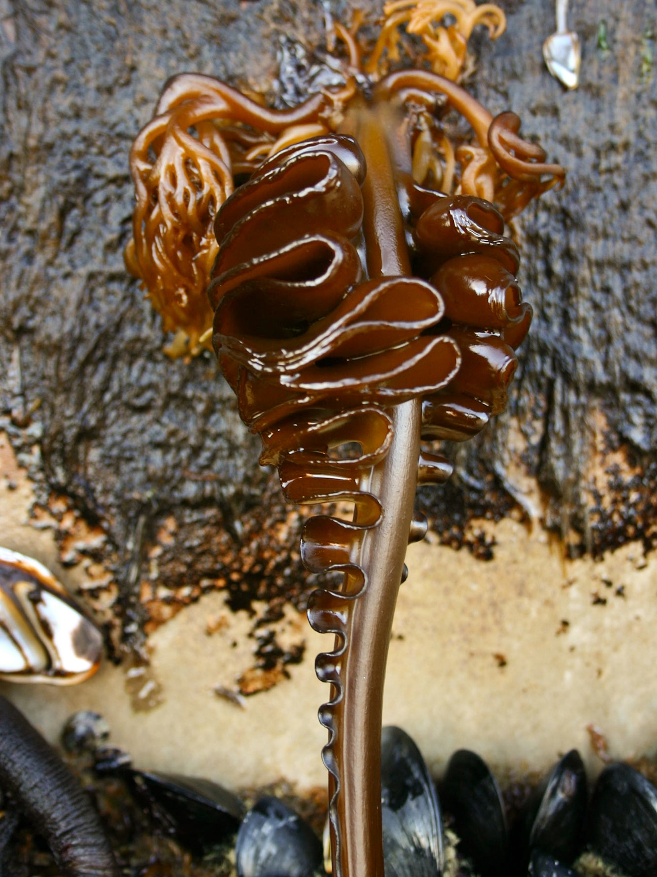 Japanese tsunami dock picture: seaweed on Oregon beach