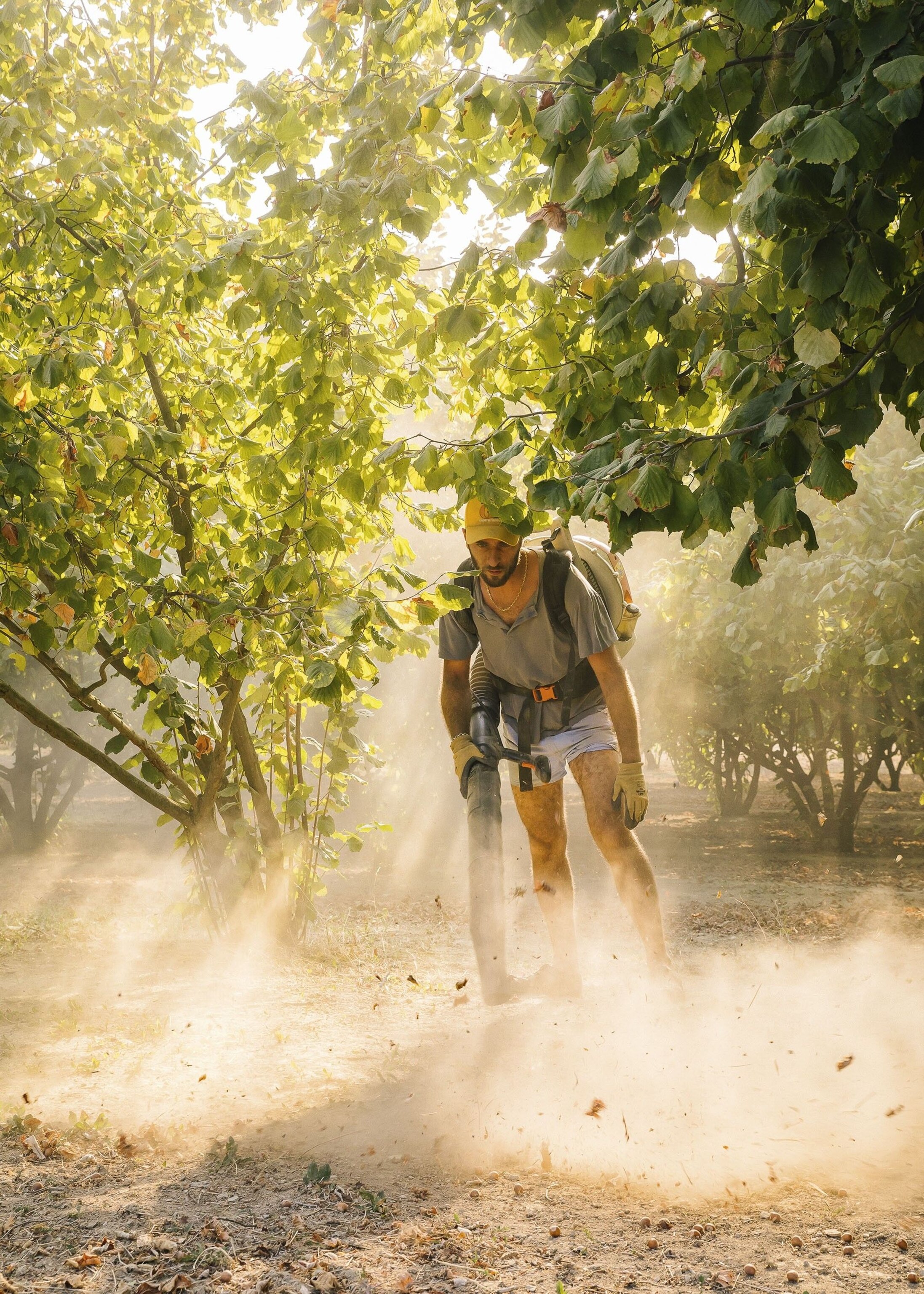 This is a family-run operation — Andrea Sottimano uses a blower to arrange the fallen hazelnuts into piles, which his father later collects with his ride-on vacuum sweeper.