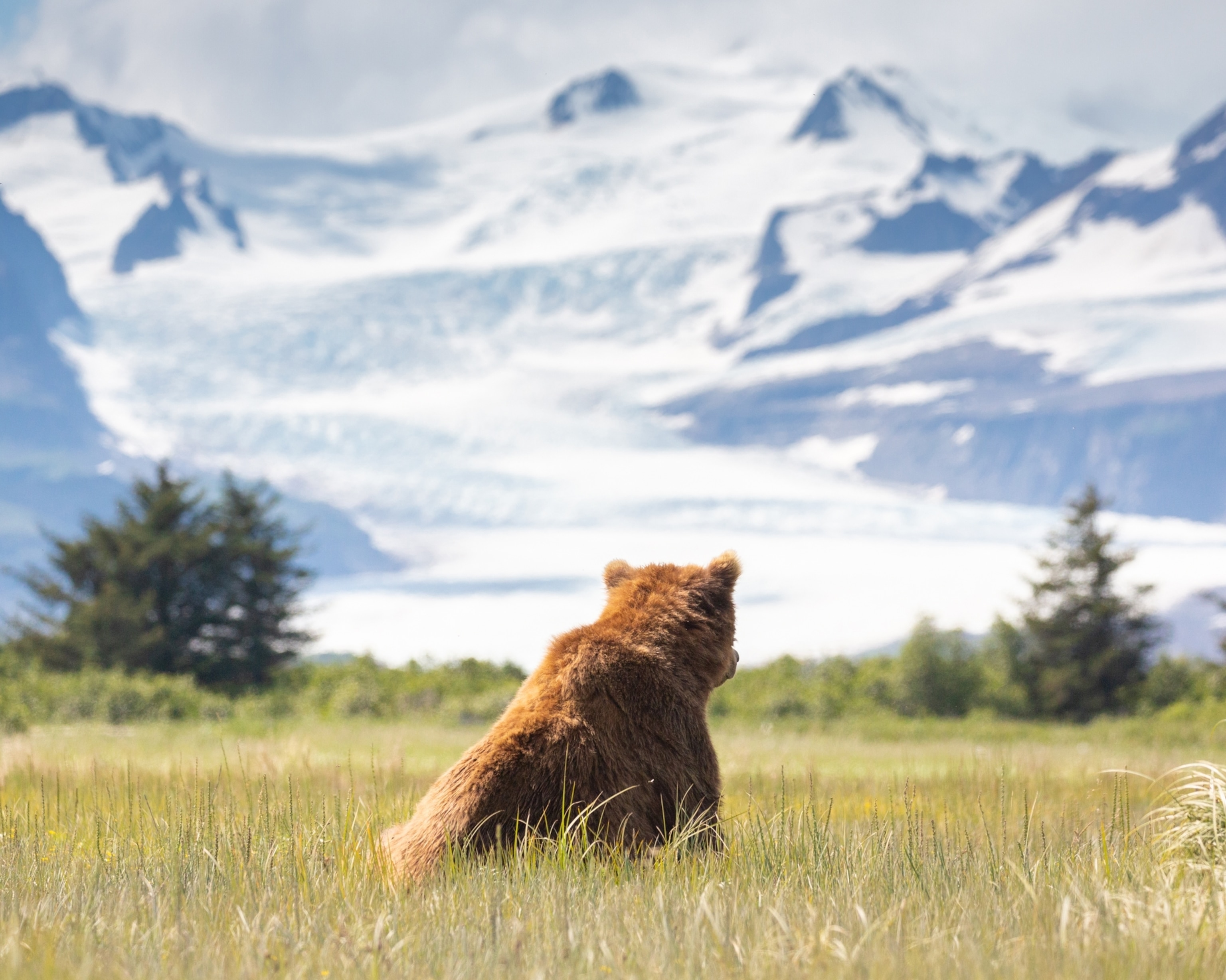 a brown bear resting in grasses with scenic mountain ranges behind