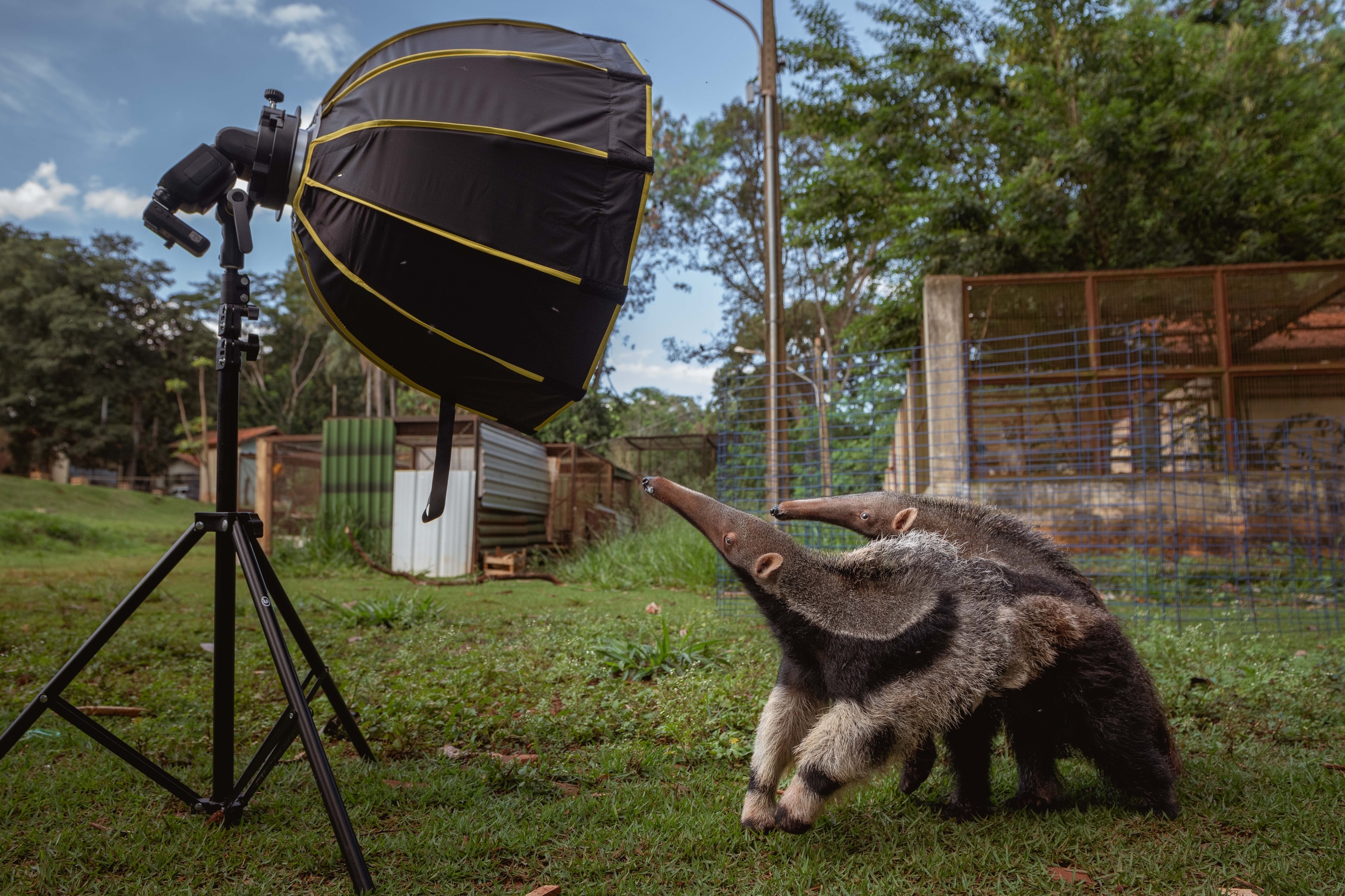 Two anteaters look up at a studio light set up outside.