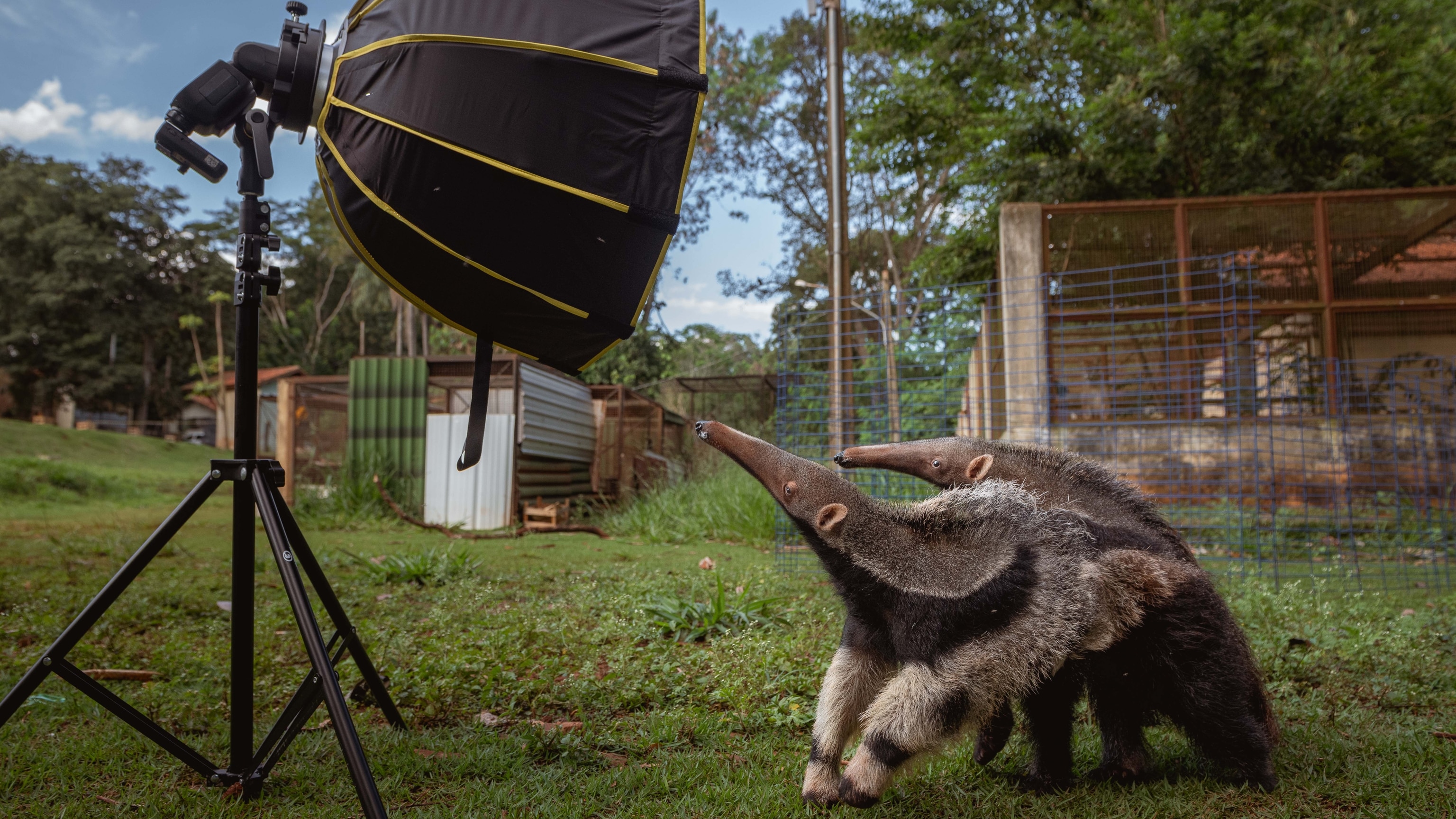 Why a Nat Geo Photographer Spent 3 Years With Elusive Giant Anteaters