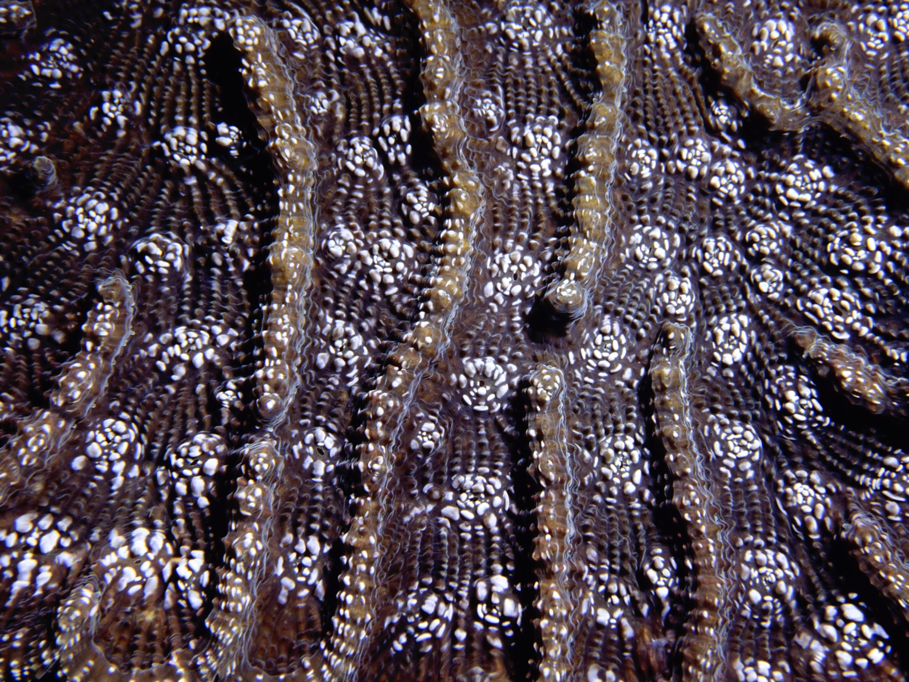 Rough Cactus Coral picture - one of the species proposed for listing under the Endangered Species Act.