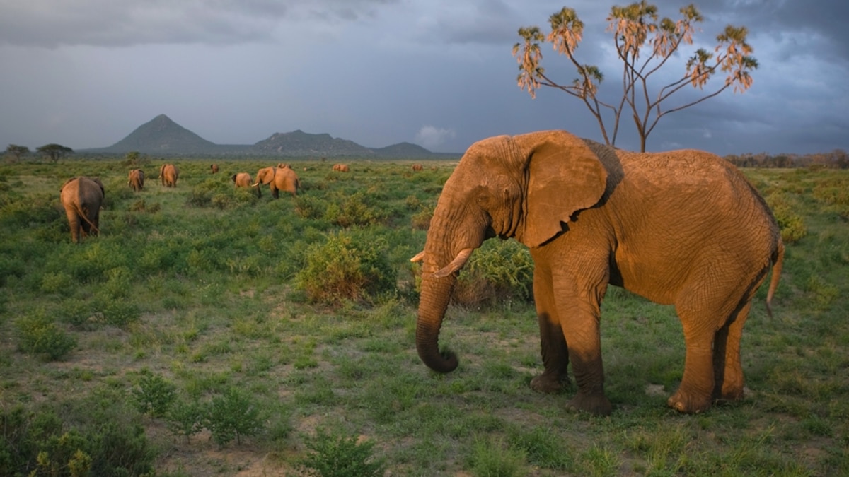 Kenya Safari - Best Family Trips - National Geographic | National Geographic