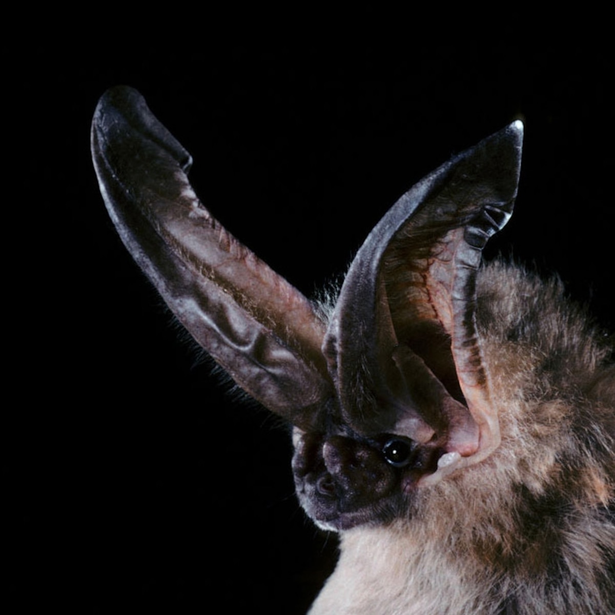 Ozark BigEared Bat National Geographic
