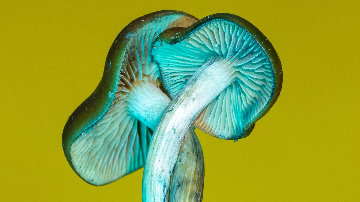 Fungi could be the key to major cancer research breakthroughs