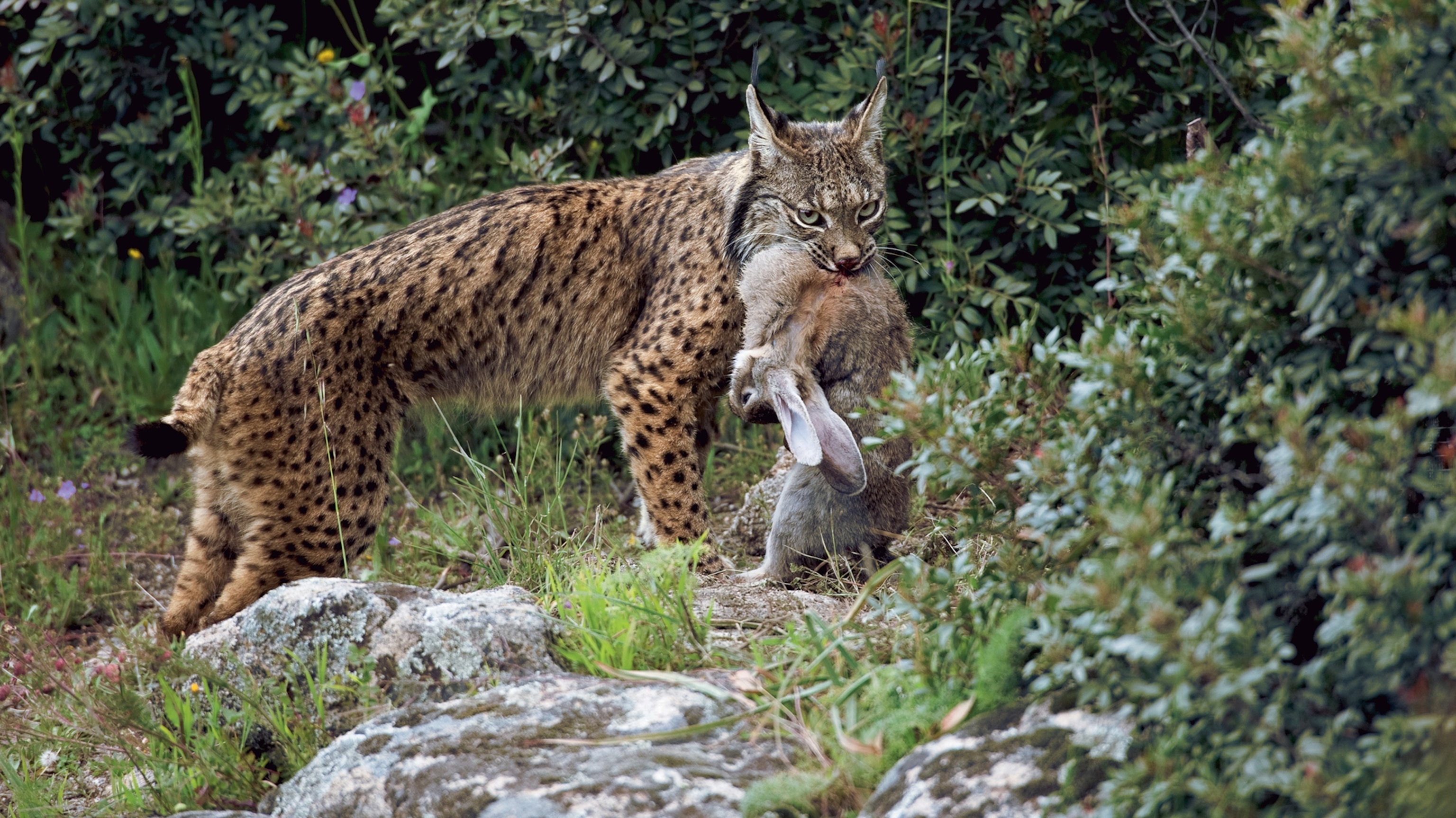 A Rare Look Inside The Secret Lives Of Cougar Kittens