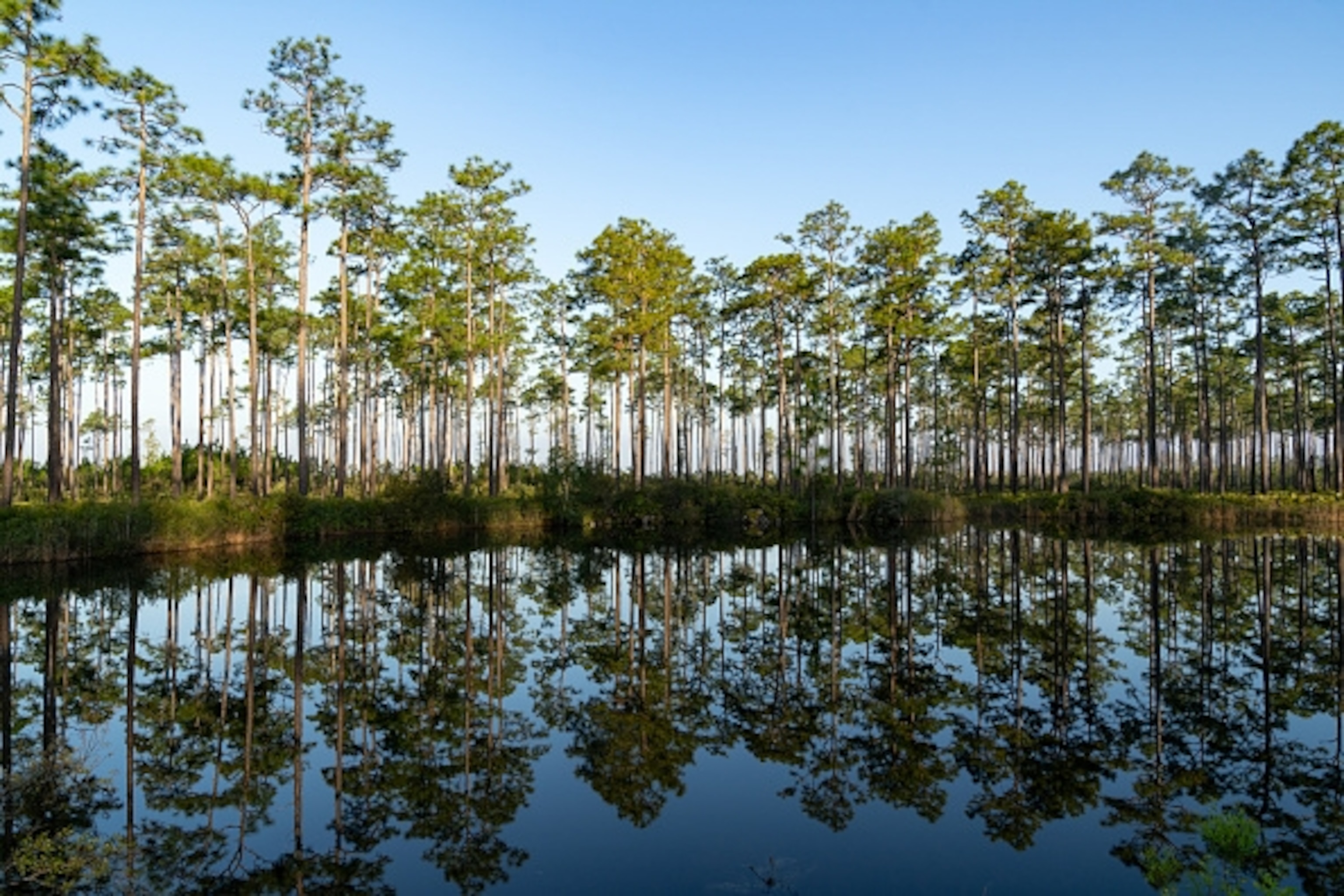 A dense row of tall pine trees stands along the edge of calm, dark water, creating a symmetrical reflection on the water surface under a blue sky.