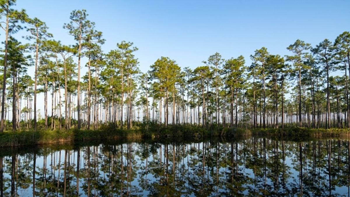 This Southern swamp is America’s newest UNESCO World Heritage site