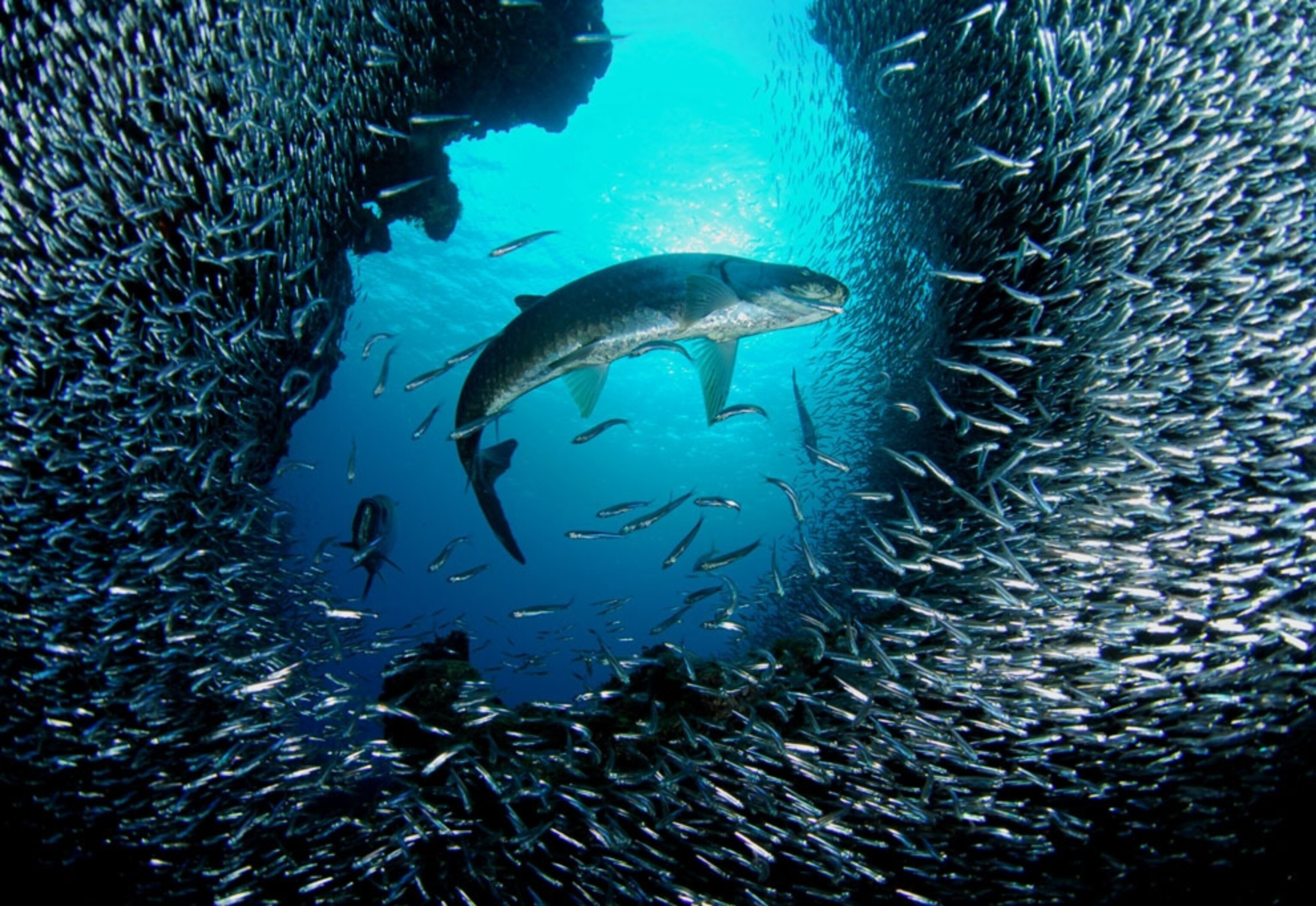 Tarpon and Silversides swimming at Eden Rock, Grand Cayman